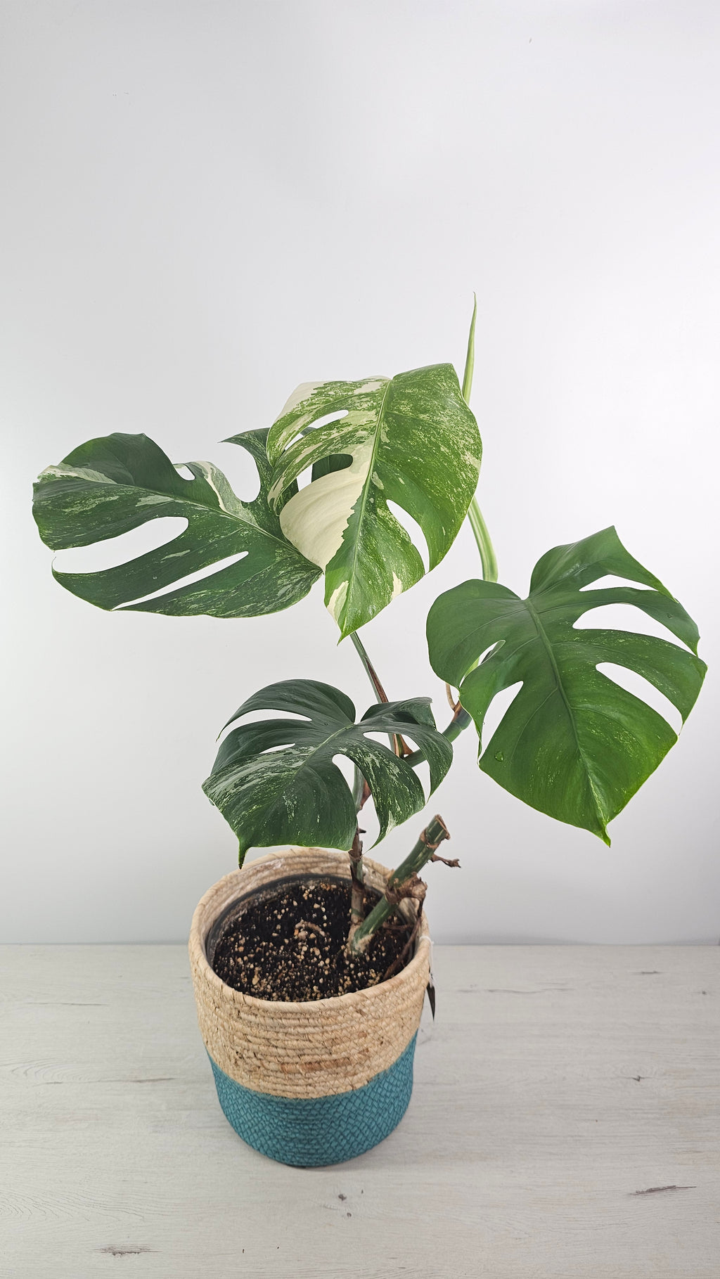 monstera-deliciosa-variegata-follaje-espectacular