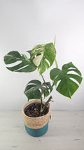 monstera-deliciosa-variegata-follaje-espectacular