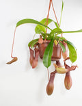 nepenthes planta carnivora jarras exoticas