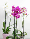 Orquídea Phalaenopsis con floración elegante en interior luminoso