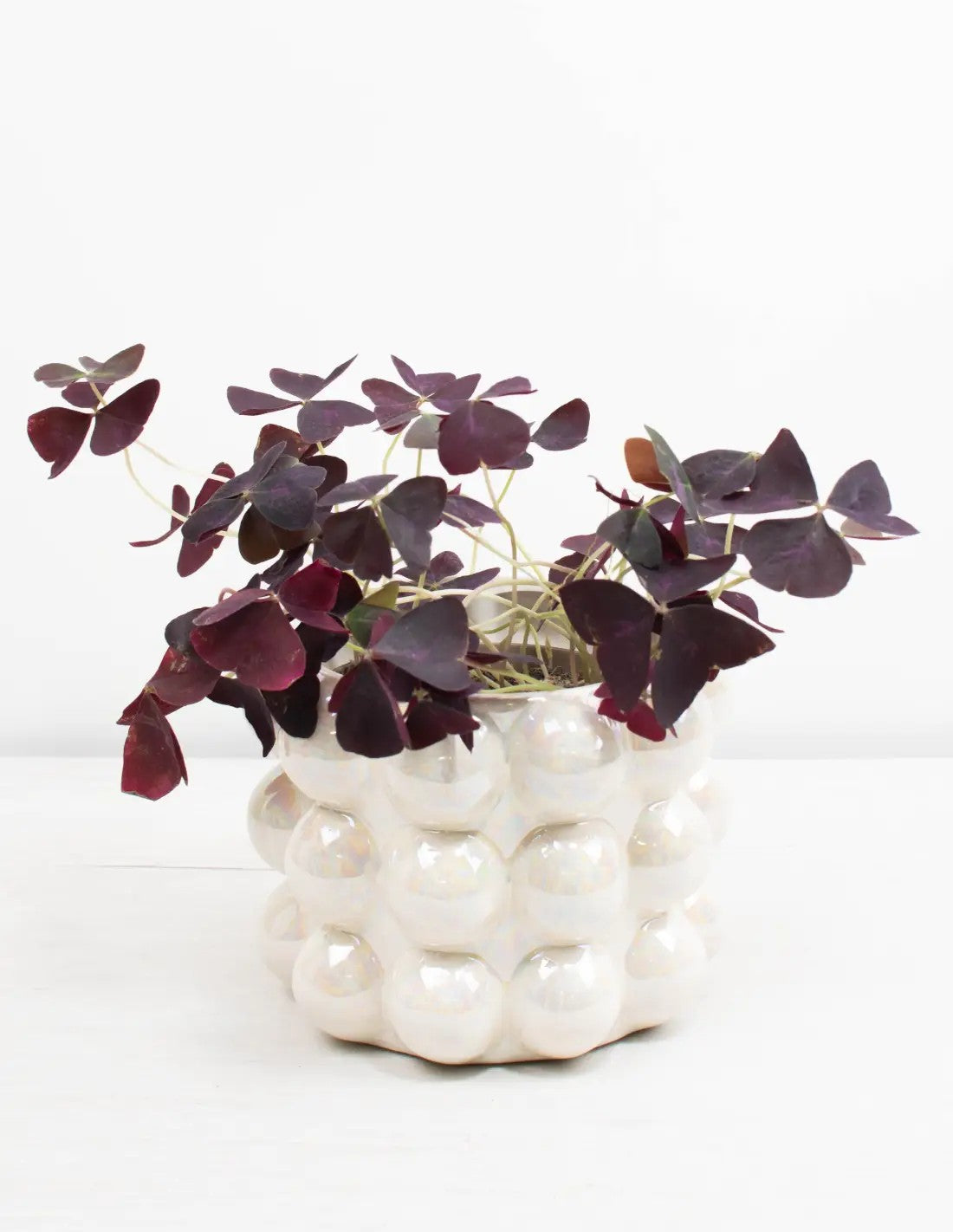 oxalis-triangularis-mijke-trebol-morado-comprar