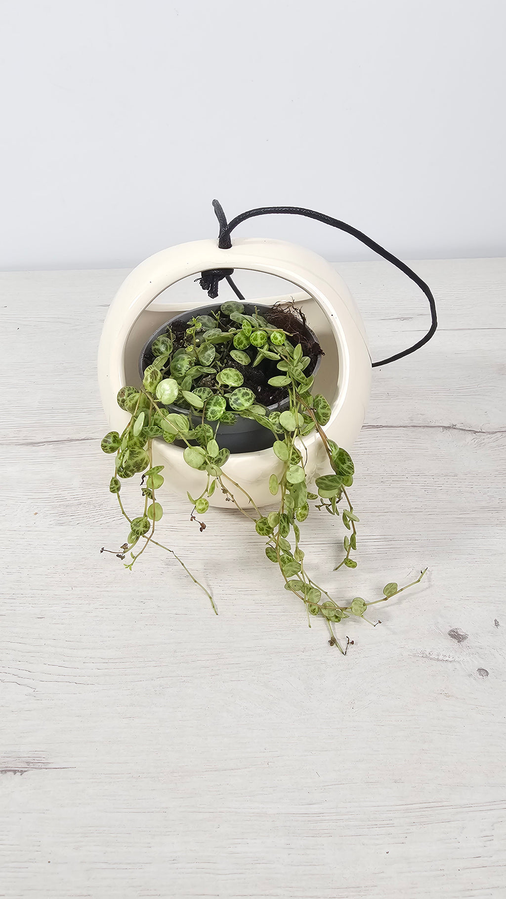 Peperomia prostrata o cuerda de tortugas, planta colgante pet-friendly segura para mascotas con hojas con dibujo de caparazón