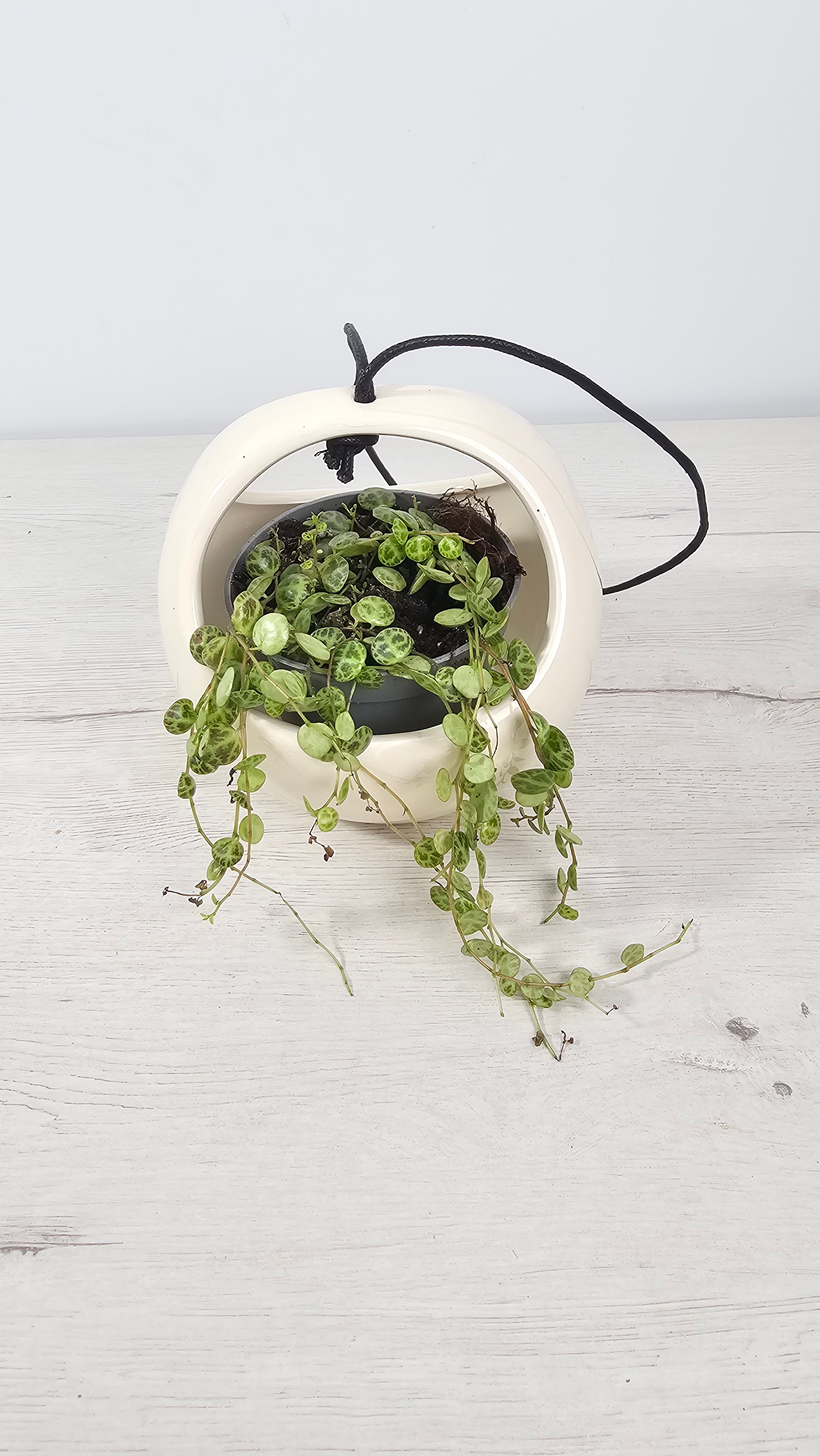 Peperomia prostrata o cuerda de tortugas, planta colgante pet-friendly segura para mascotas con hojas con dibujo de caparazón