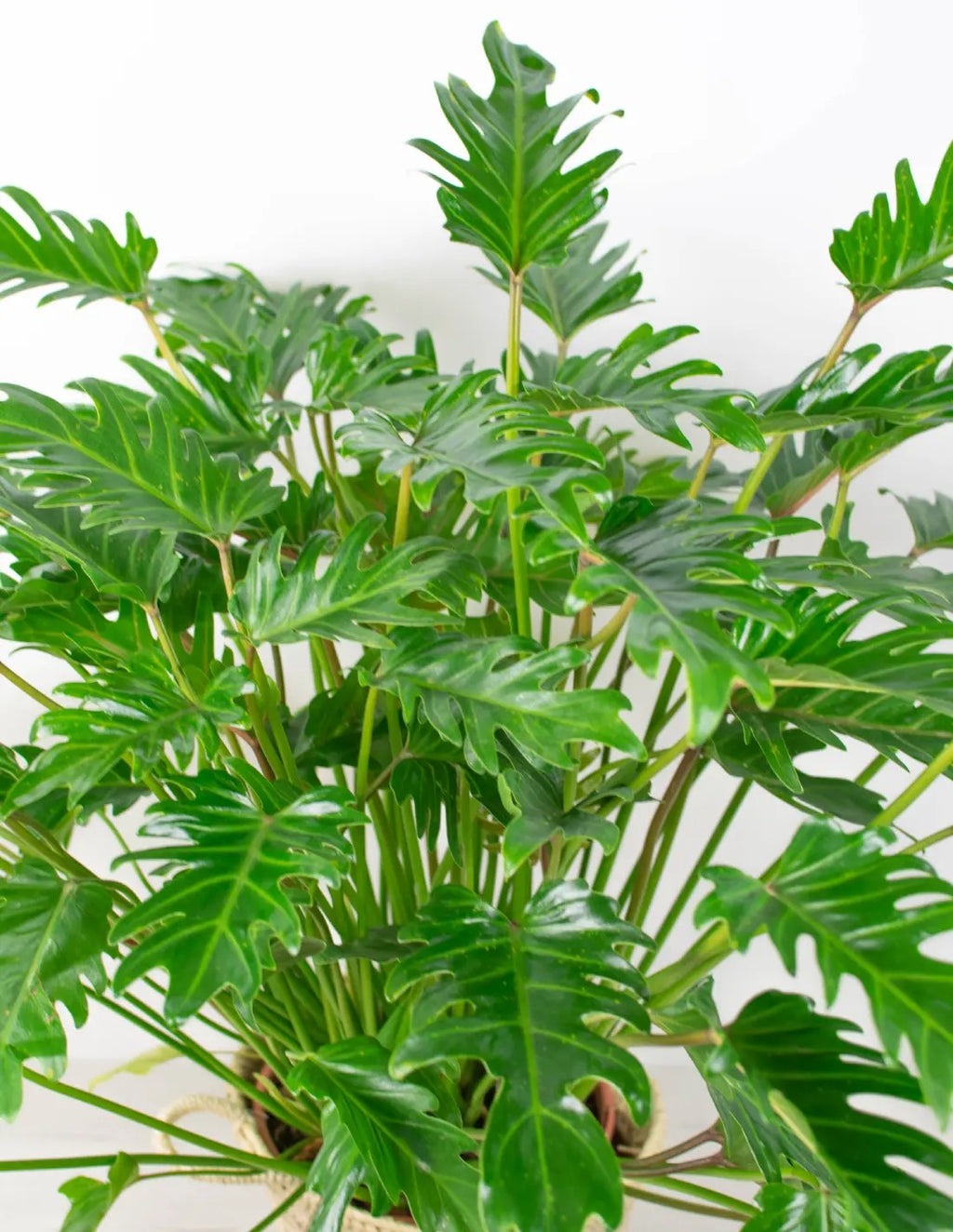 Philodendron xanadu planta resistente de interior con riego moderado y sustrato drenante