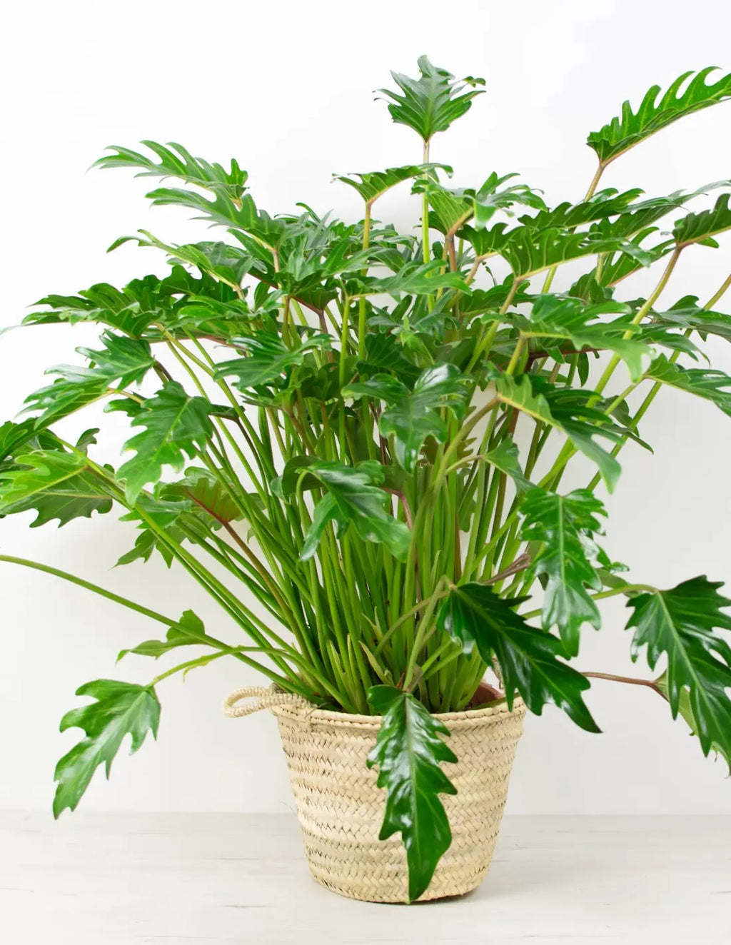 Philodendron xanadu (Thaumatophyllum xanadu) planta de interior tropical de hojas lobuladas