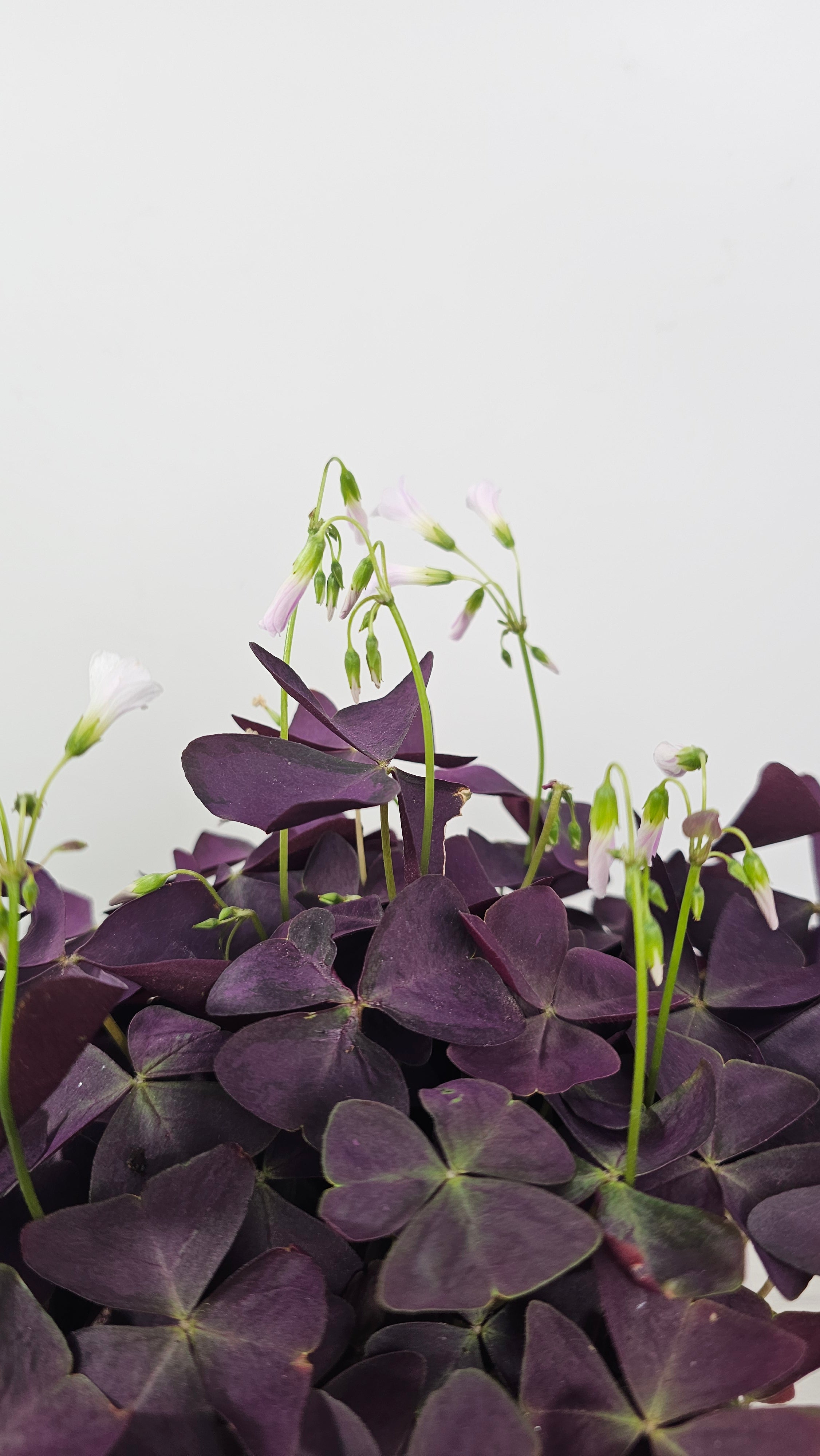 planta-coleccion-oxalis-triangularis-mijke-hoja-oscura