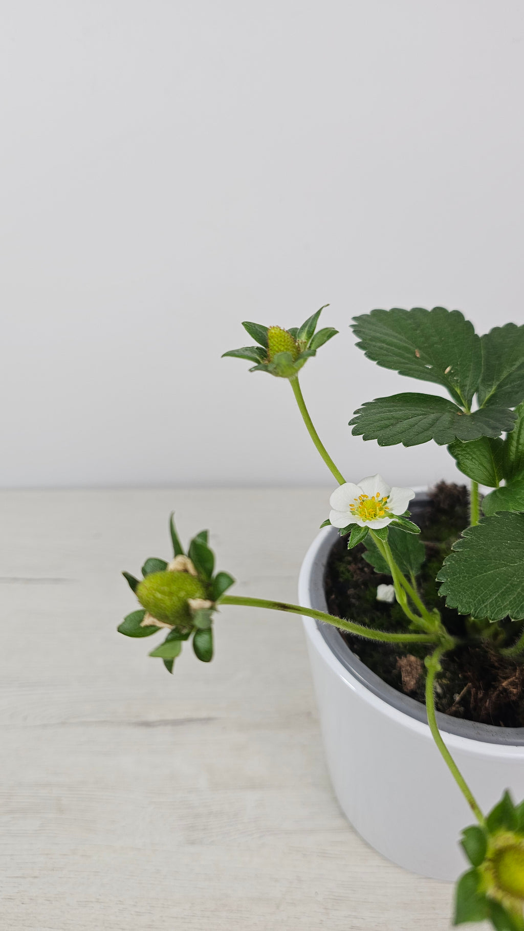Planta de fresas en terraza: fresón con flores blancas y crecimiento vigoroso