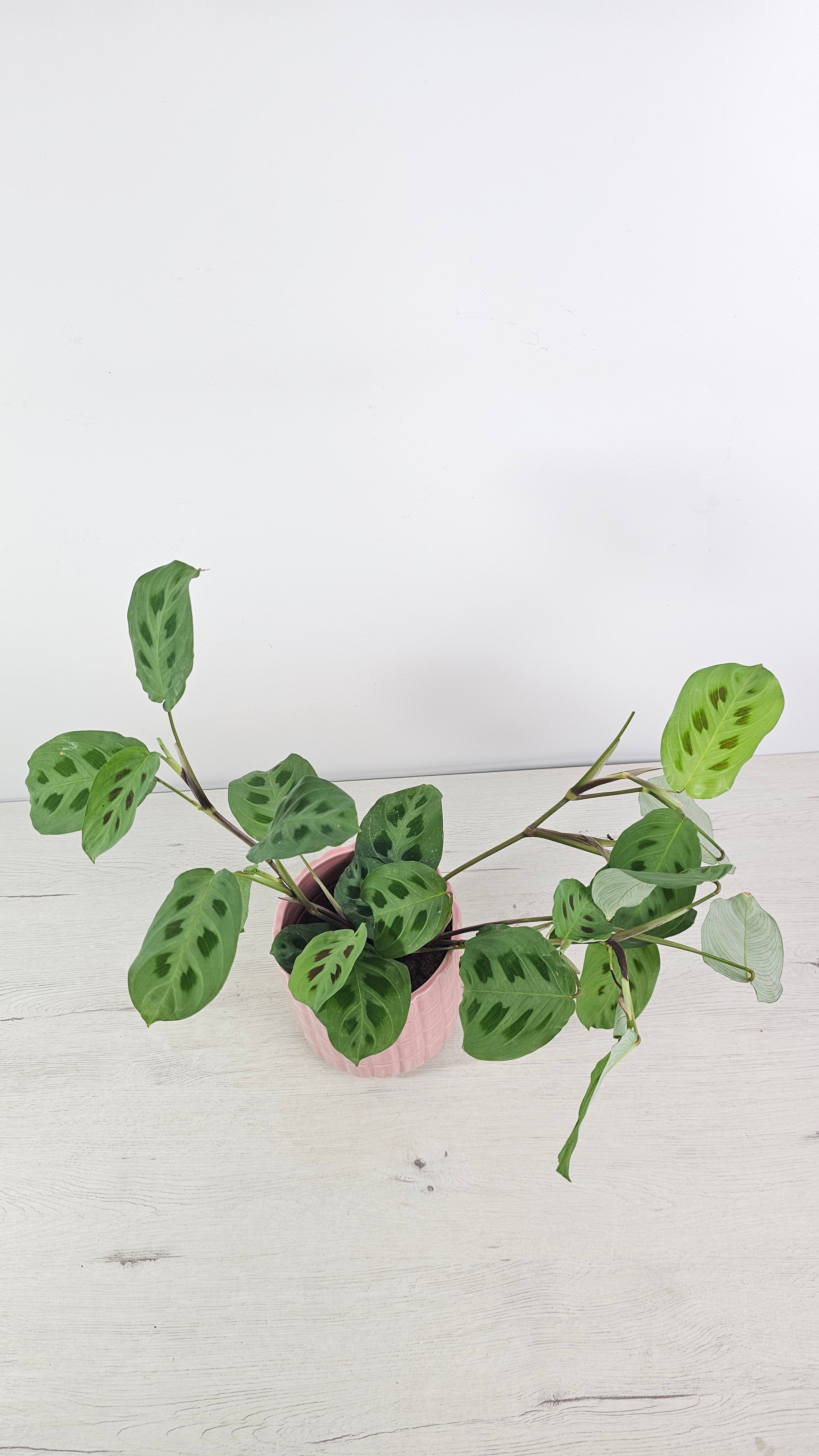 Planta de la oración (maranta) en interior luminoso con luz indirecta.