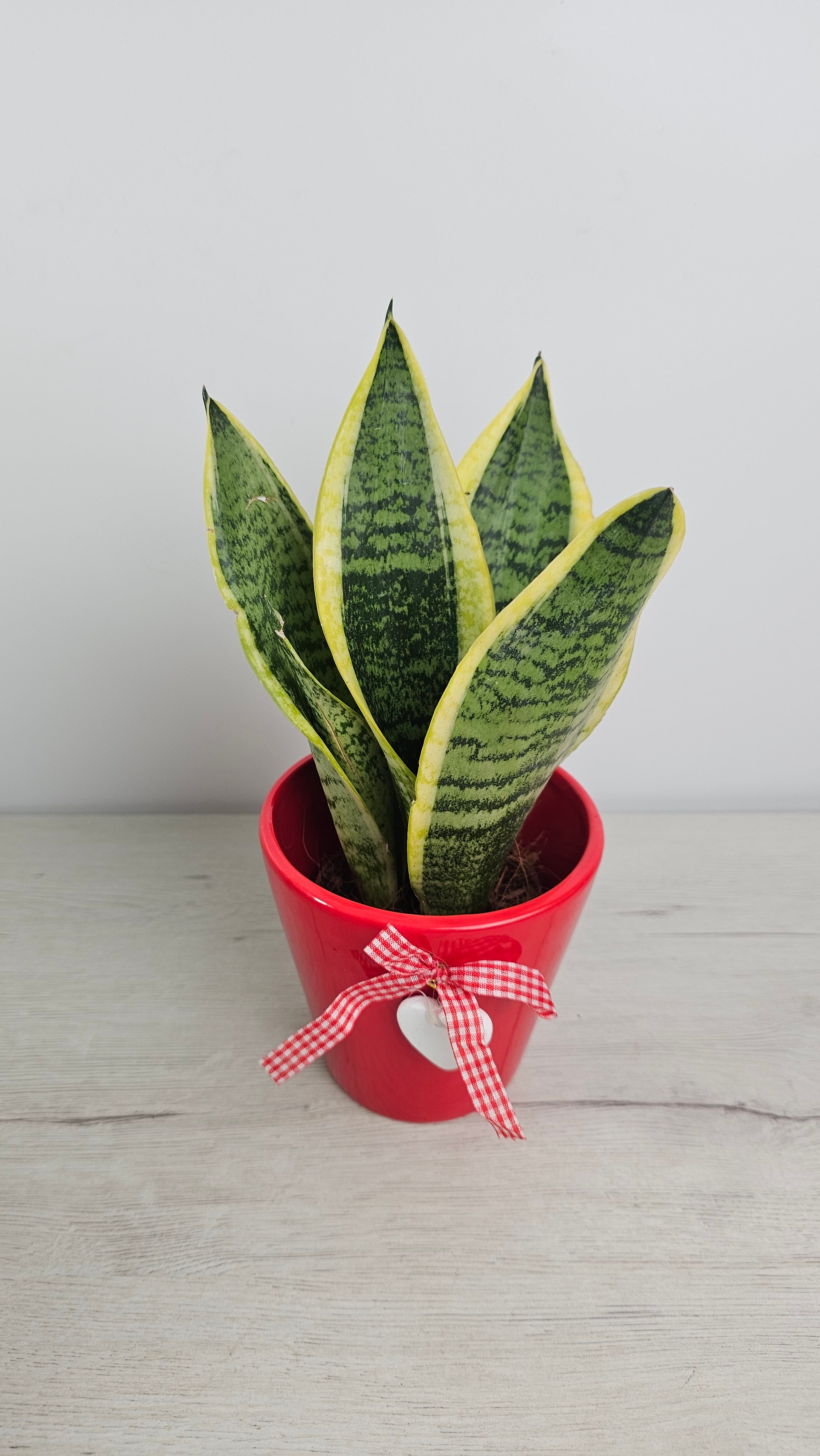 Sansevieria laurentii, planta decorativa moderna, tolerante a la sequía