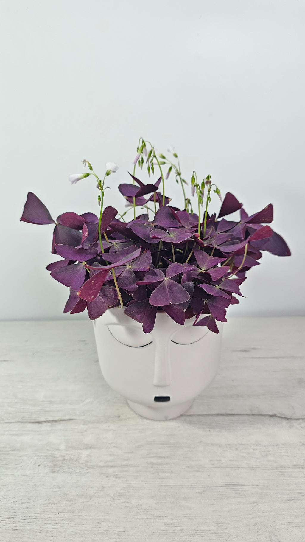 Planta Oxalis triangularis Mijke de hojas moradas en forma de mariposa, ideal para decorar interiores con luz brillante
