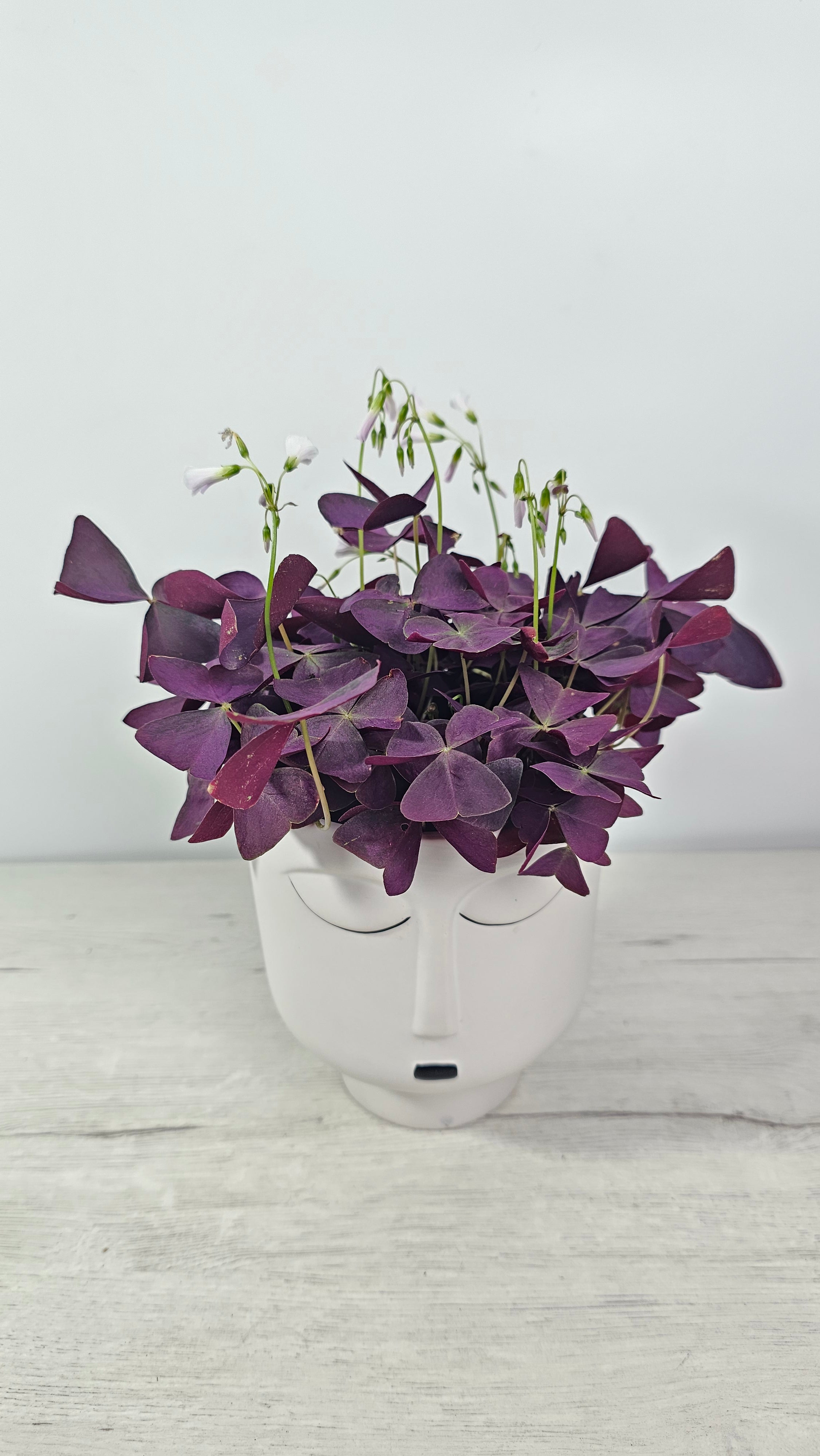 Planta Oxalis triangularis Mijke de hojas moradas en forma de mariposa, ideal para decorar interiores con luz brillante
