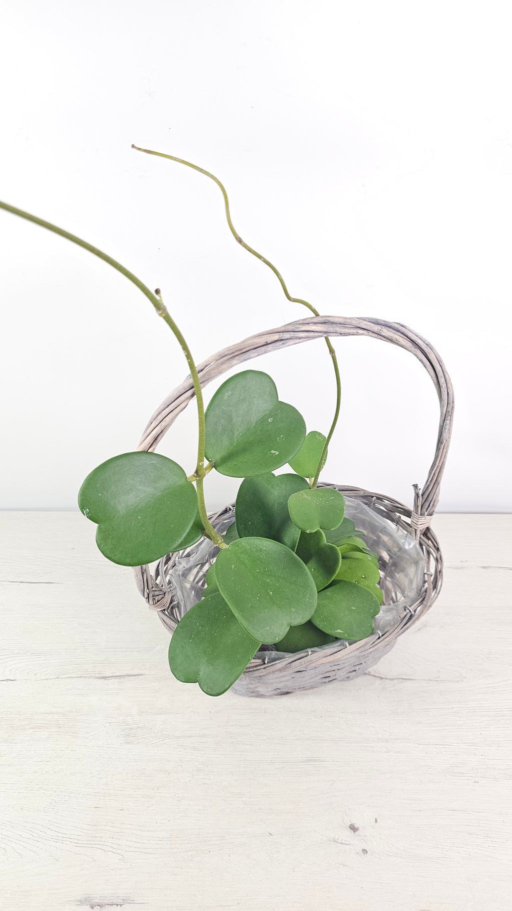 HOYA KERRI - DECORA CON ELEGANCIA Y FACILIDAD