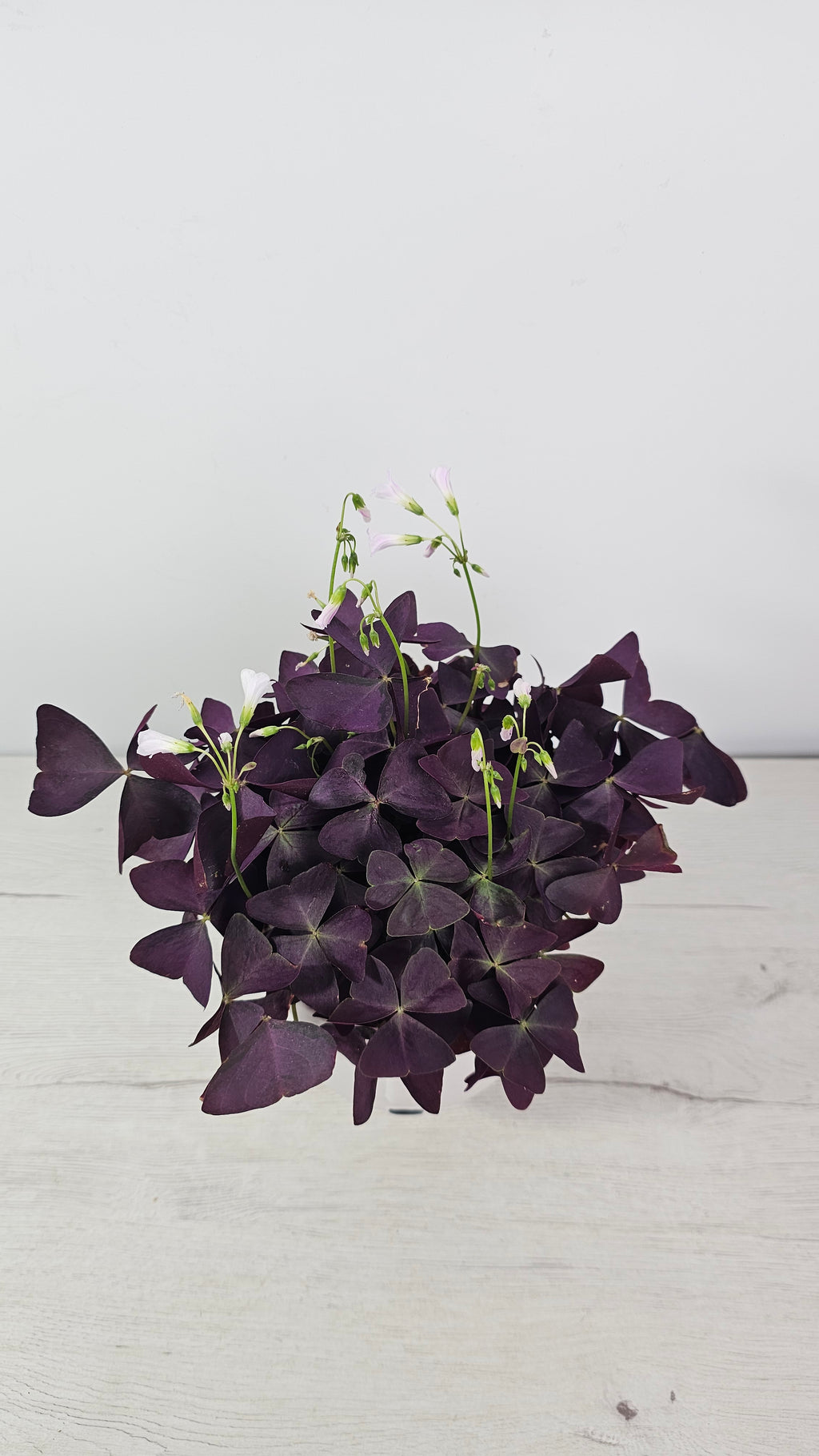planta-interior-decorativa-oxalis-triangularis-mariposa