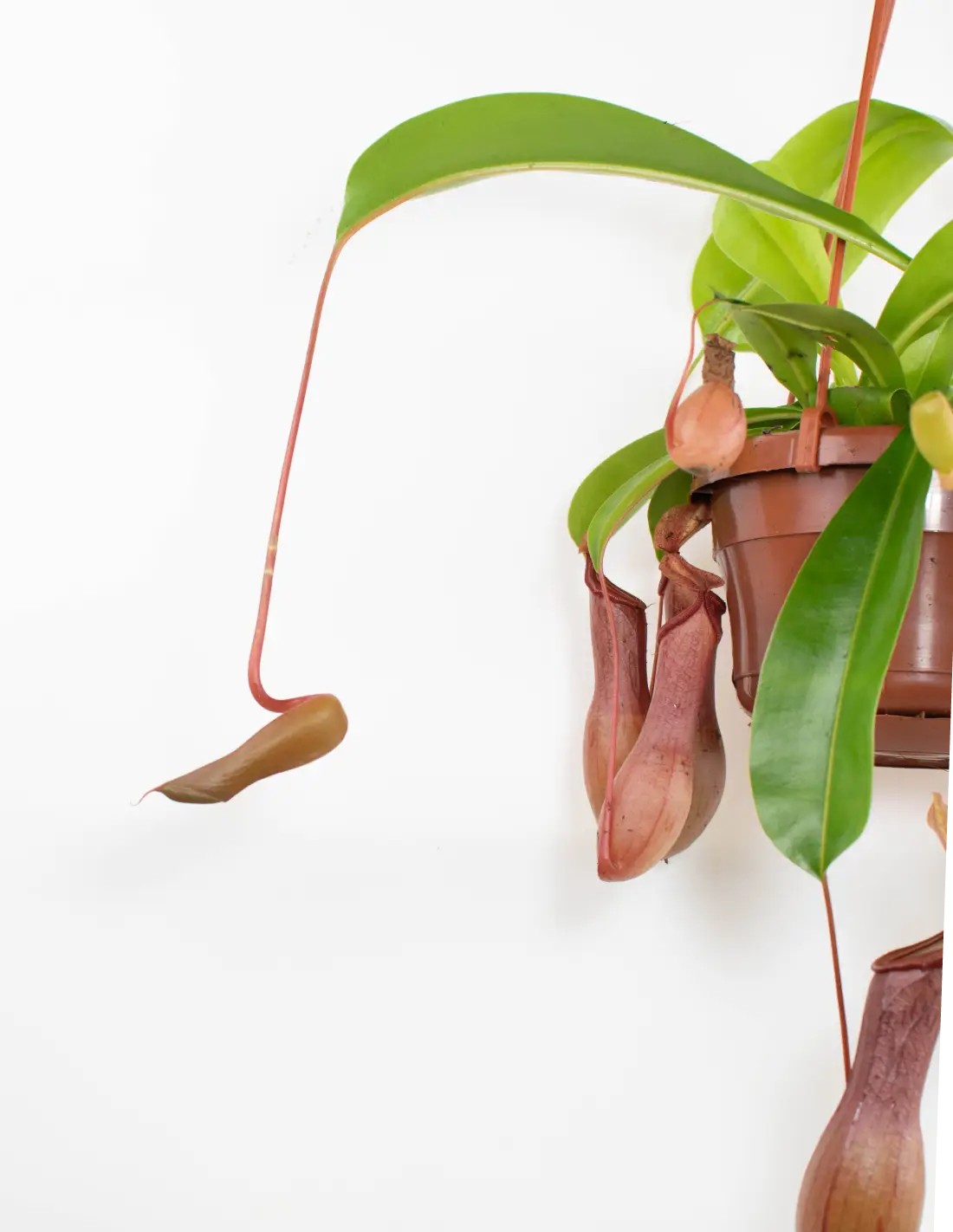 planta jarra nepenthes cuidado interior