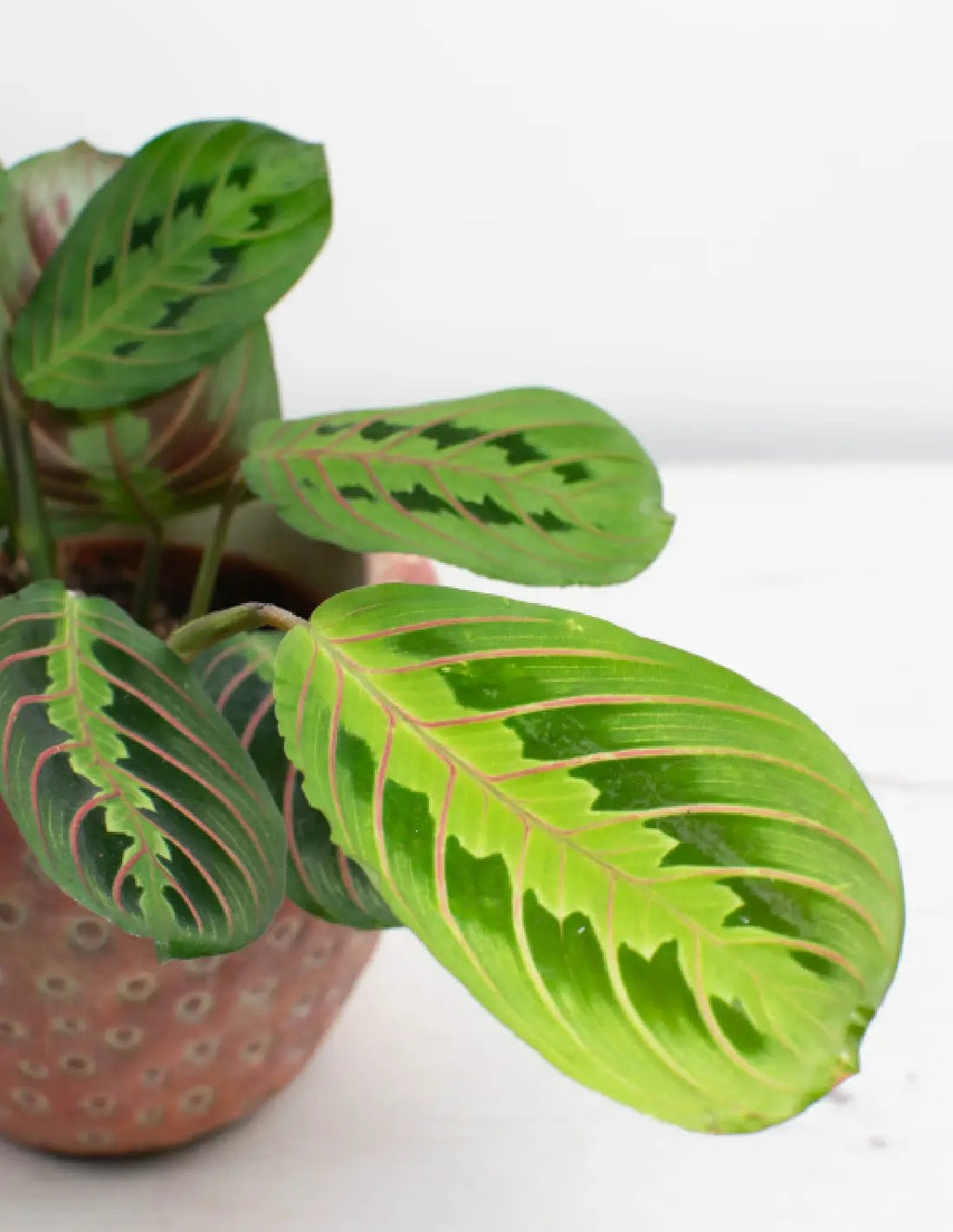 planta-maranta-de-oracion-fascinator-compra-online