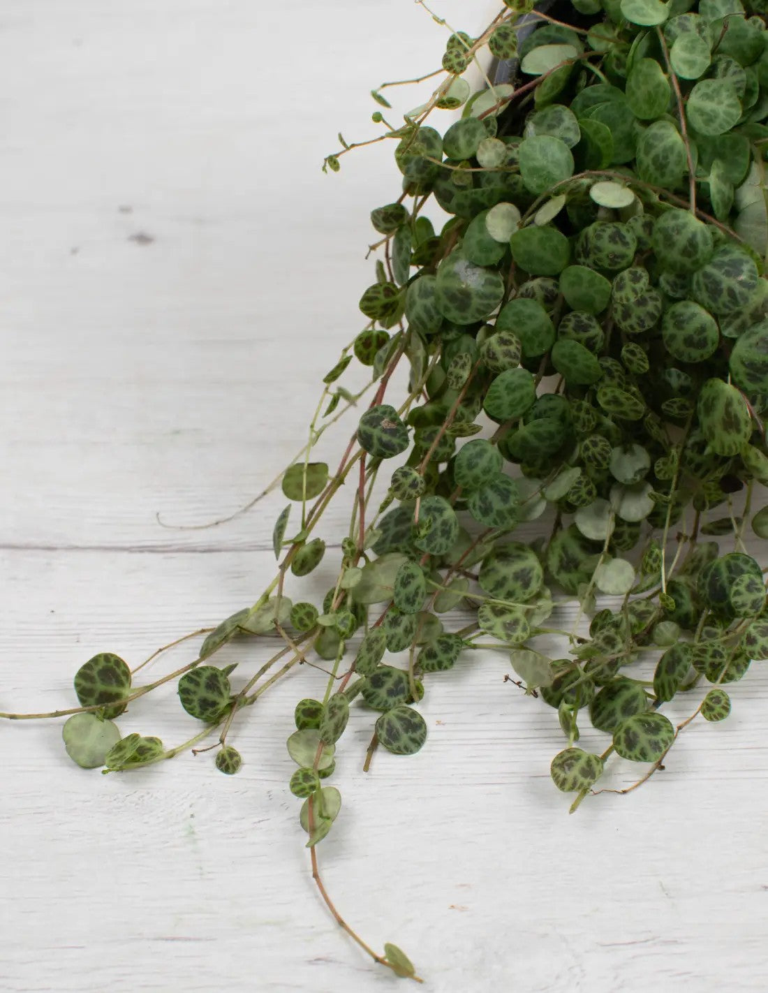 planta-pet-friendly-peperomia-prostrata-segura-mascotas