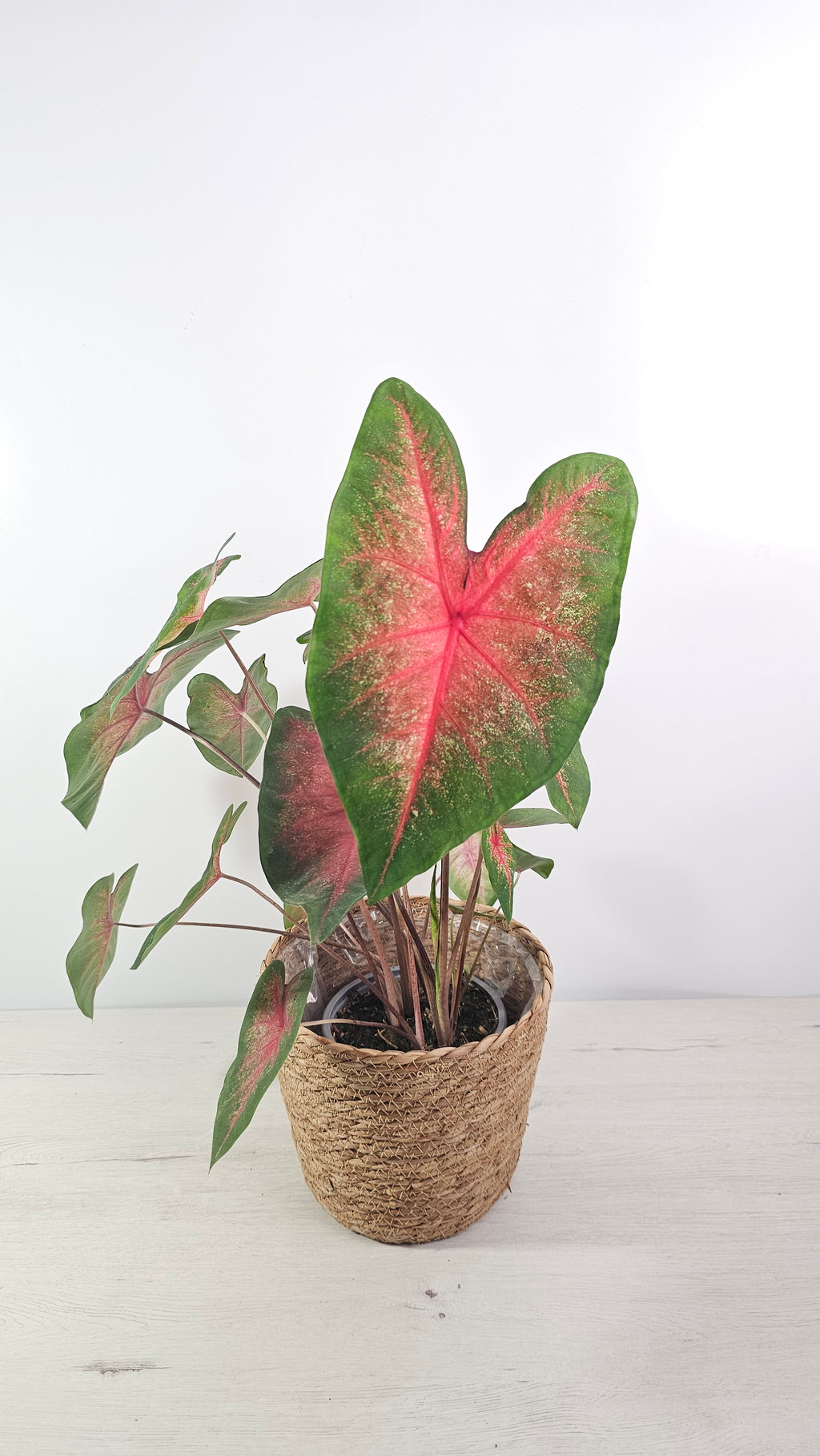 comprar caladium