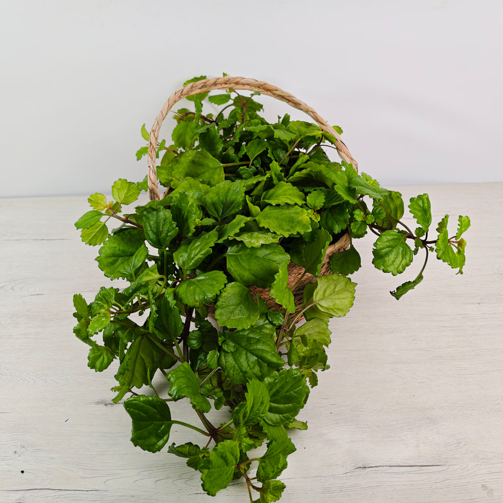 PLECTRANTHUS VERTICILLATUS - TU NUEVA ALIADA PARA LA SUERTE Y EL DINERO