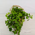 PLECTRANTHUS VERTICILLATUS - TU NUEVA ALIADA PARA LA SUERTE Y EL DINERO
