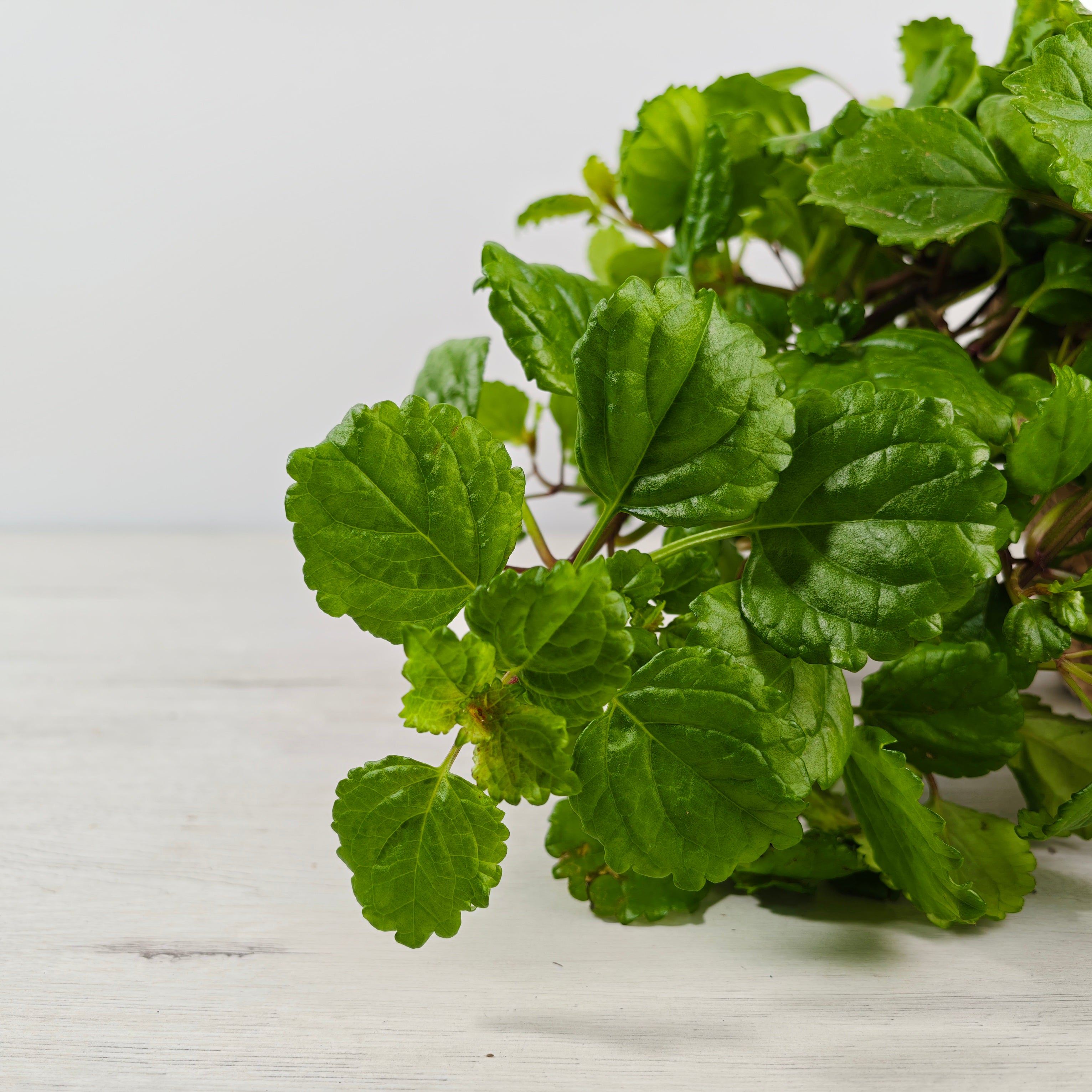 PLECTRANTHUS VERTICILLATUS - RIQUEZA Y BELLEZA EN UNA PLANTA