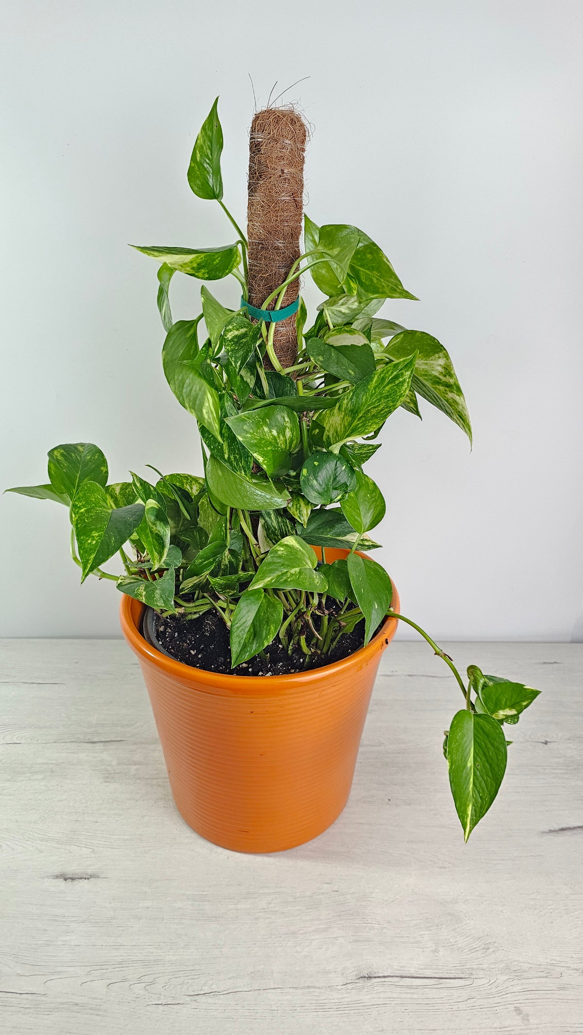 Pothos Marble Queen decorando un interior luminoso con luz indirecta.