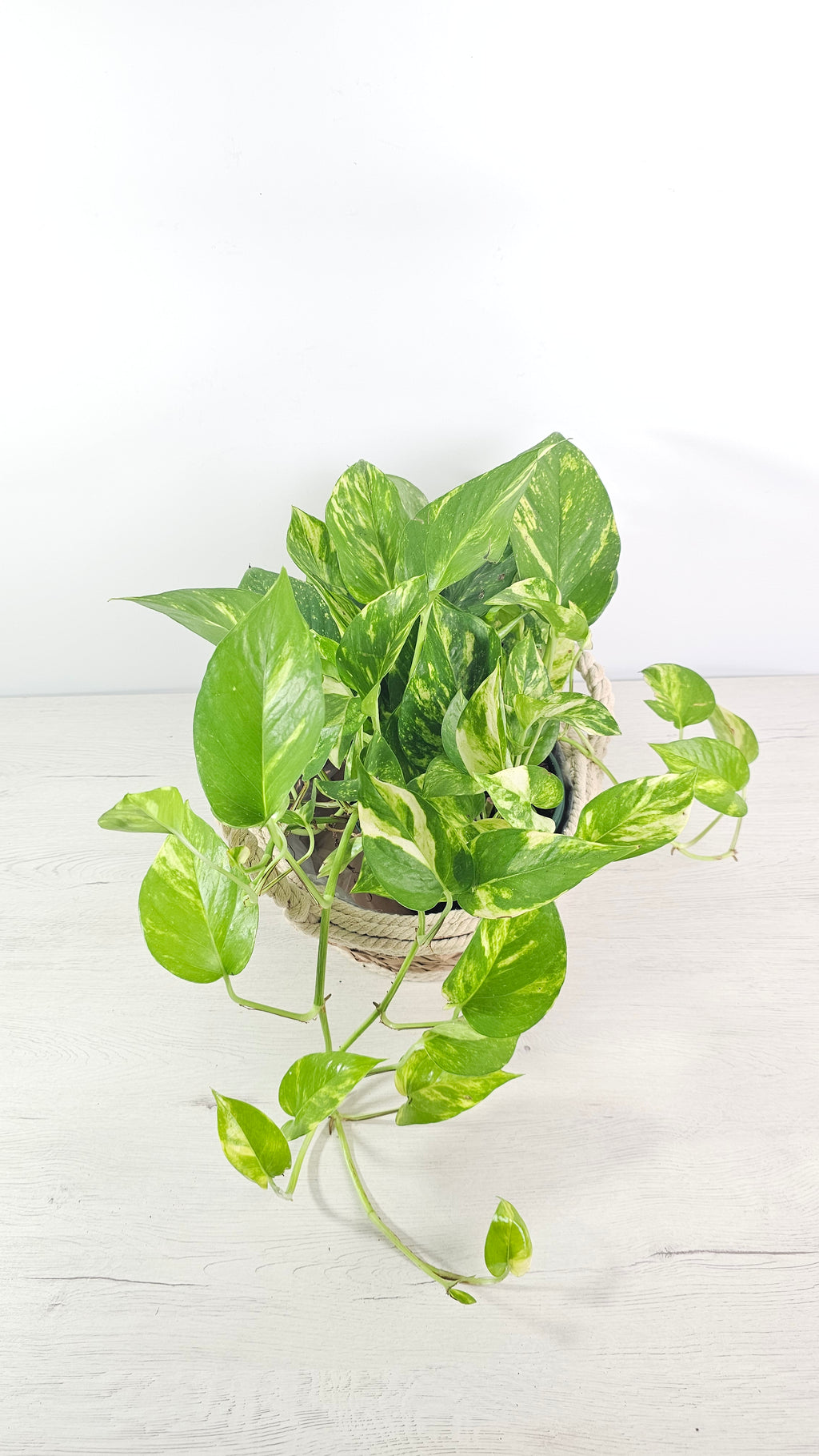 Hojas brillantes del pothos Marble Queen con patrón variegado en primer plano.