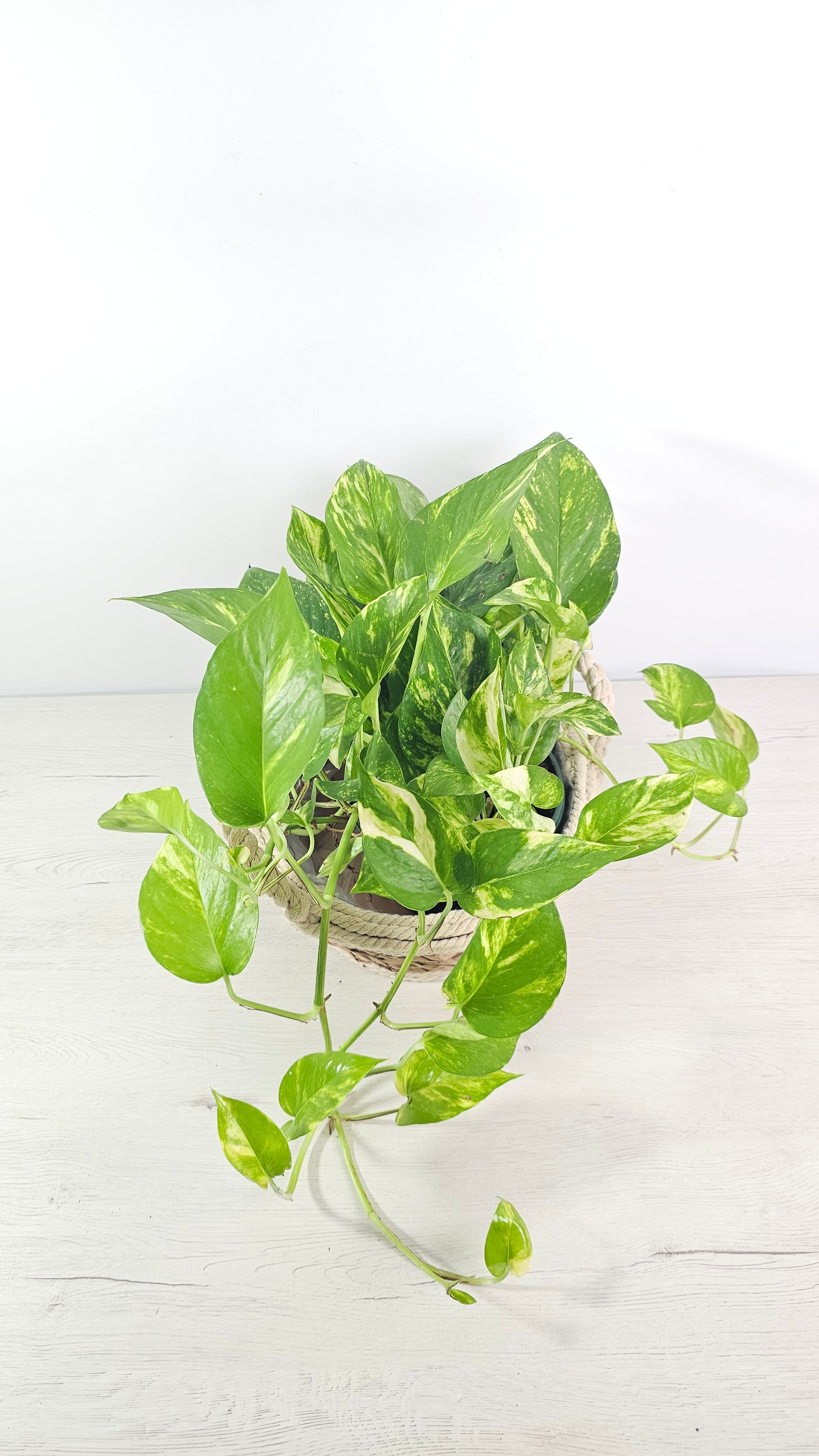 Hojas brillantes del pothos Marble Queen con patrón variegado en primer plano.