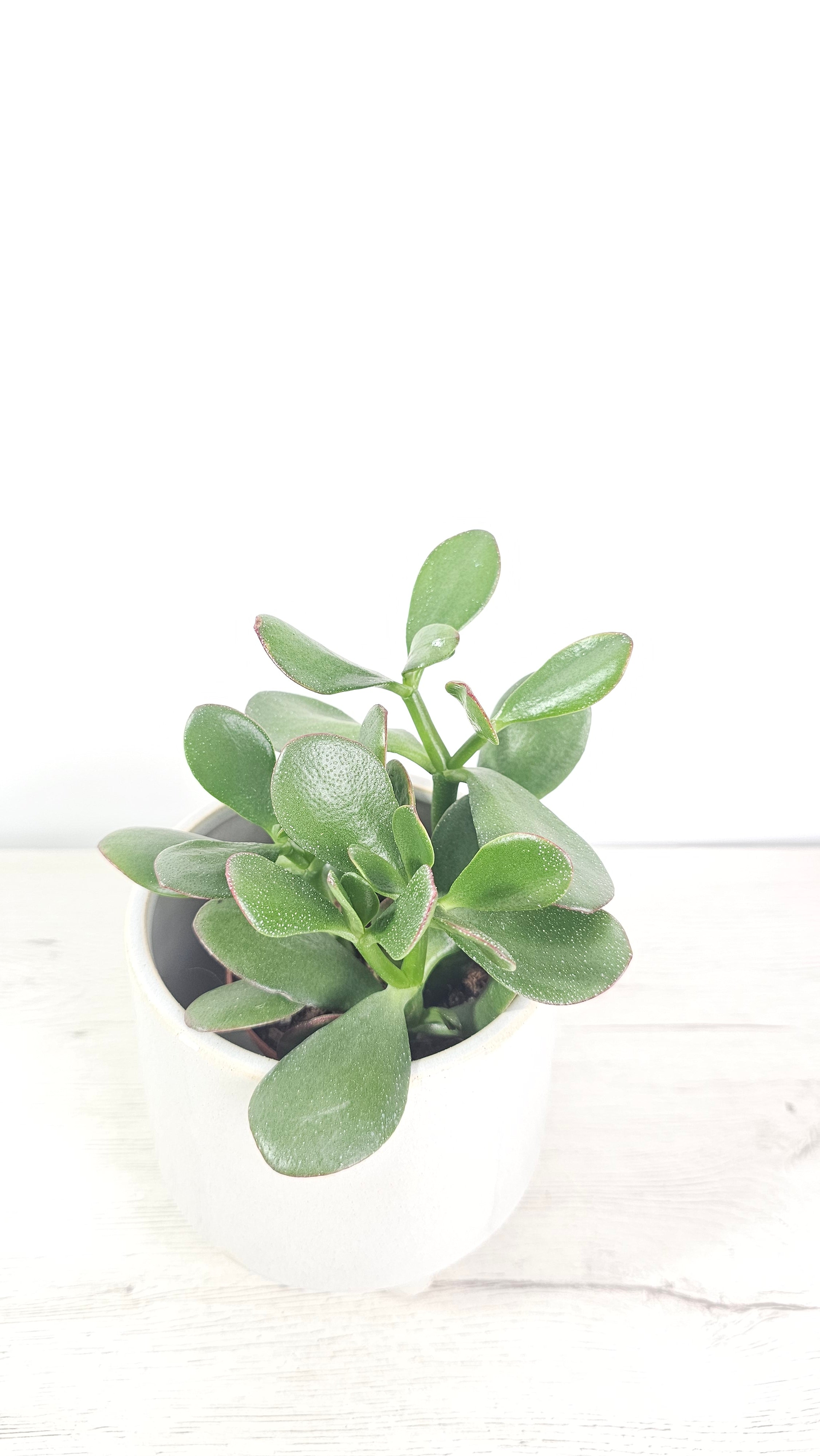 Crassula ovata - Árbol de Jade