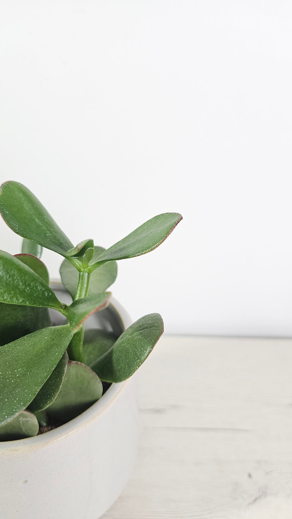 Crassula ovata - Árbol de Jade