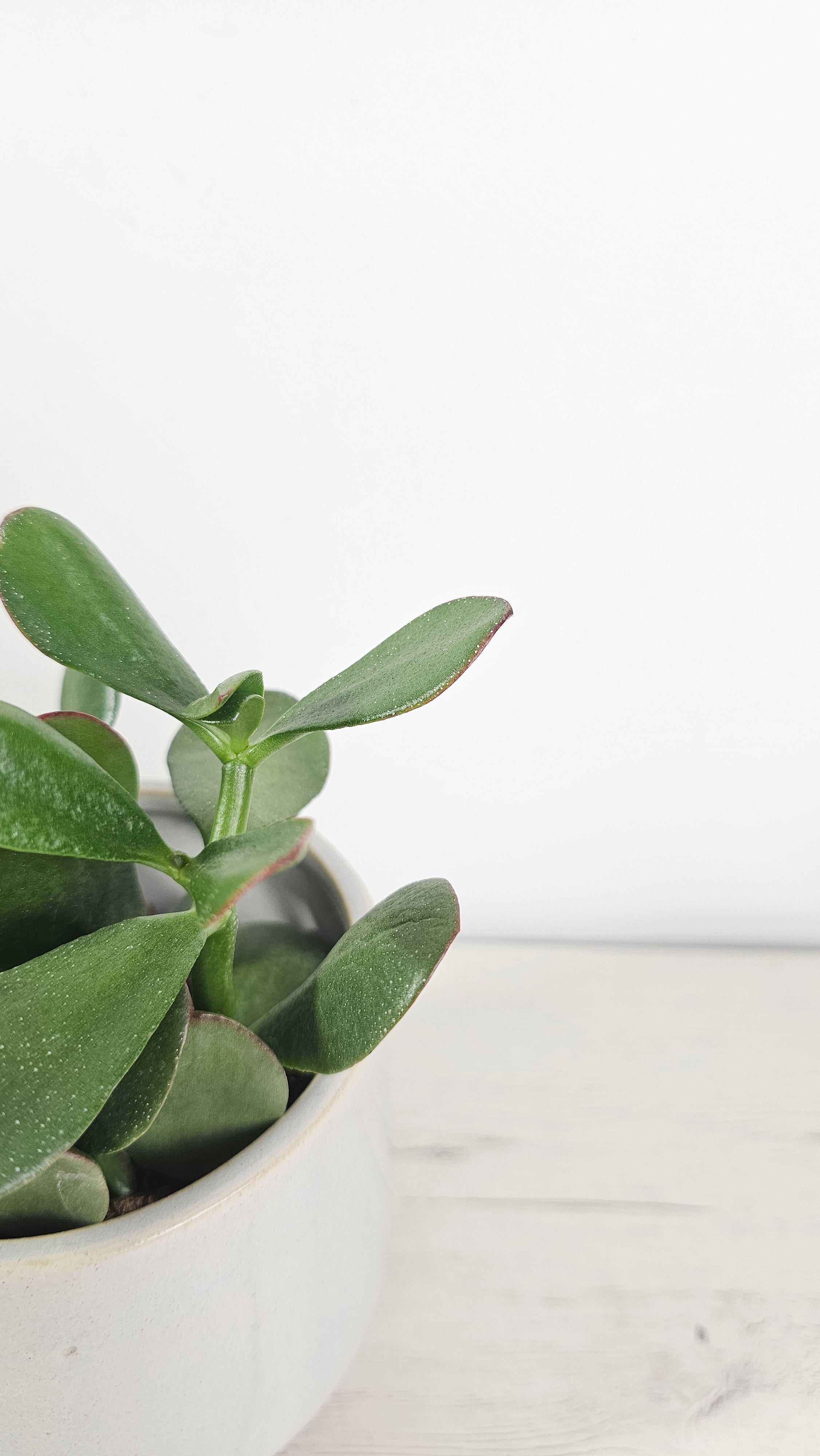 Crassula ovata - Árbol de Jade