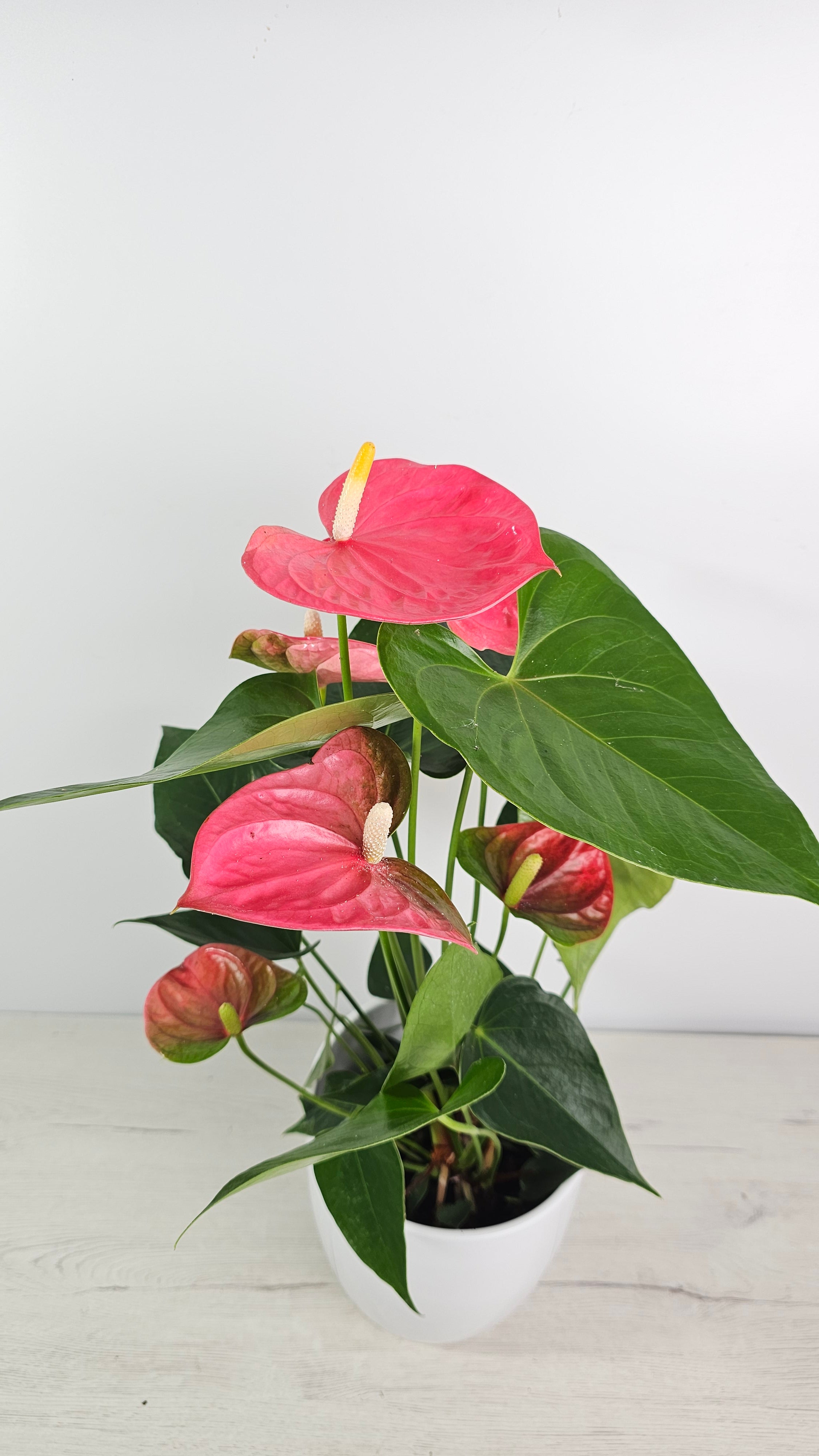 Anthurium andreanum - Anturio