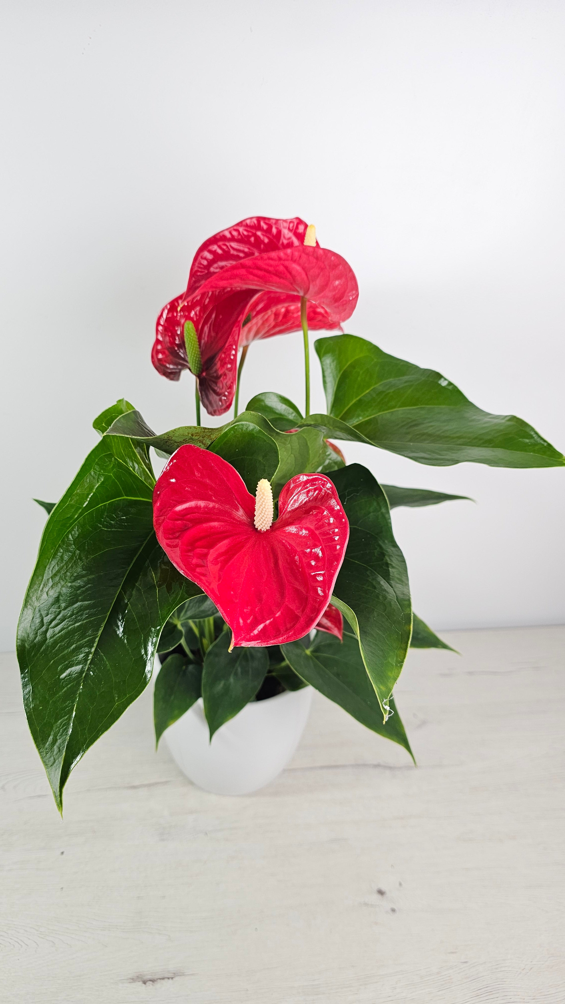 Anthurium andreanum - Anturio