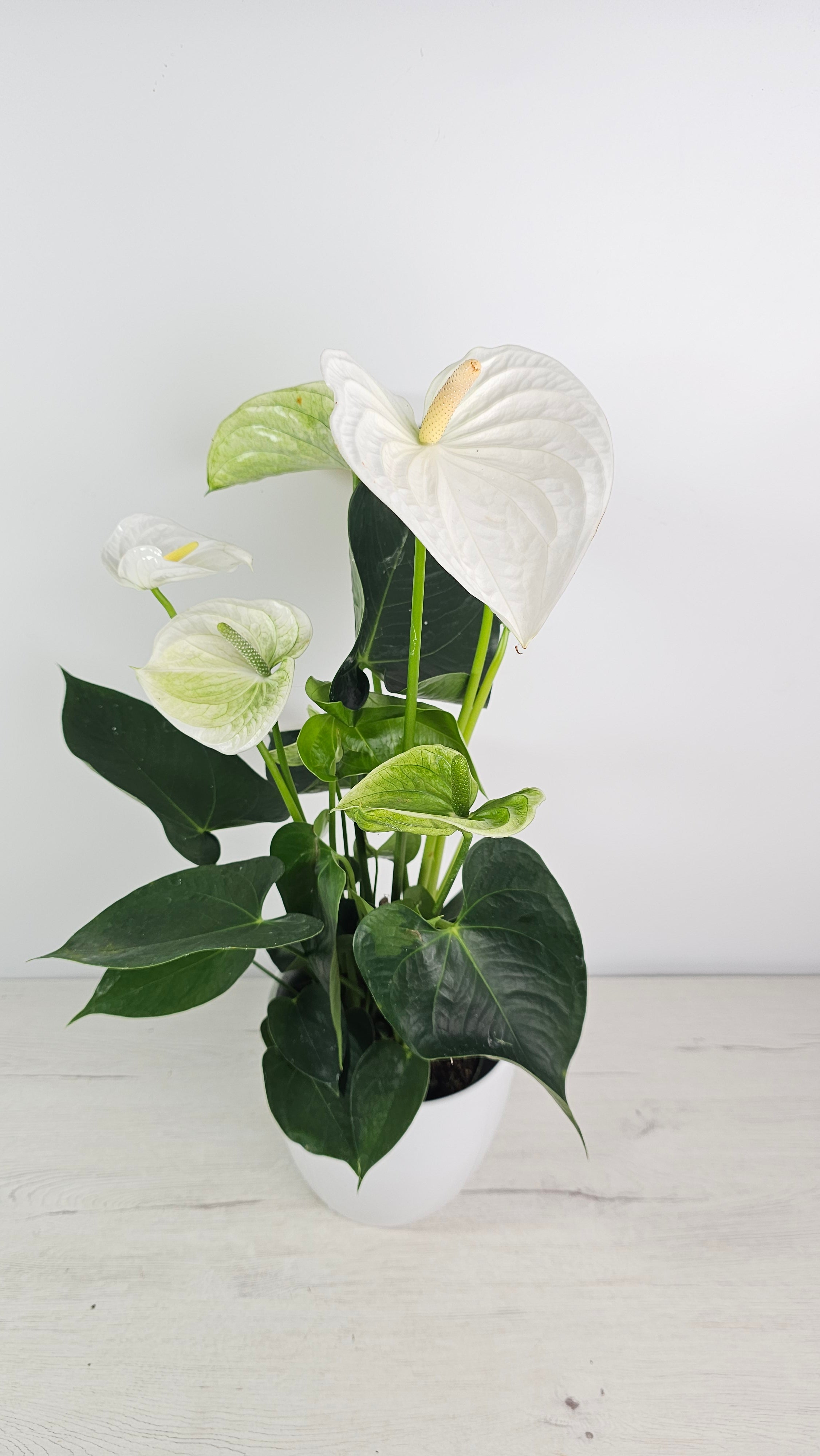 Anthurium andreanum - Anturio