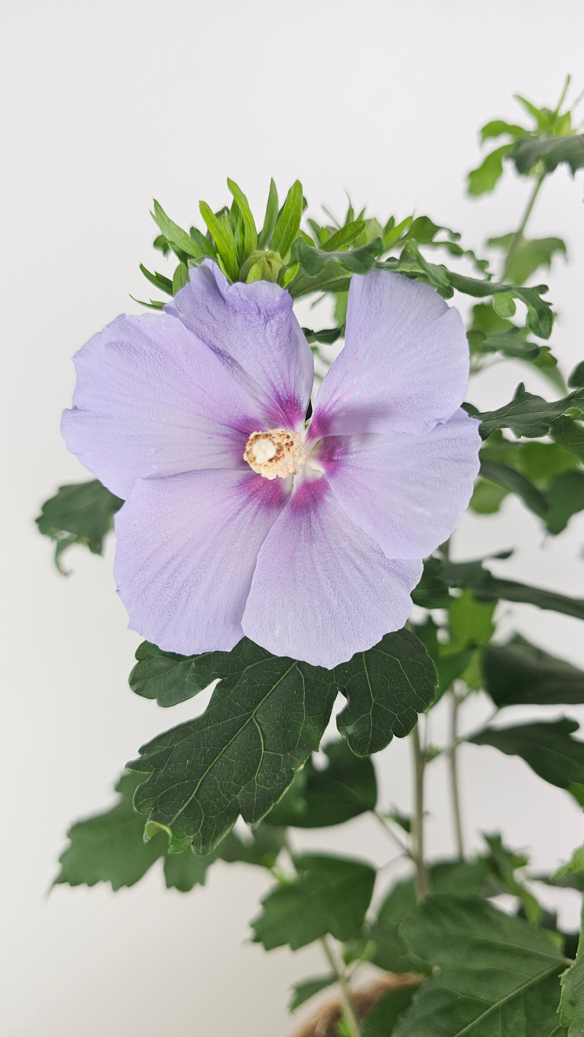 Hibiscus syriacus - Rosa de Siria