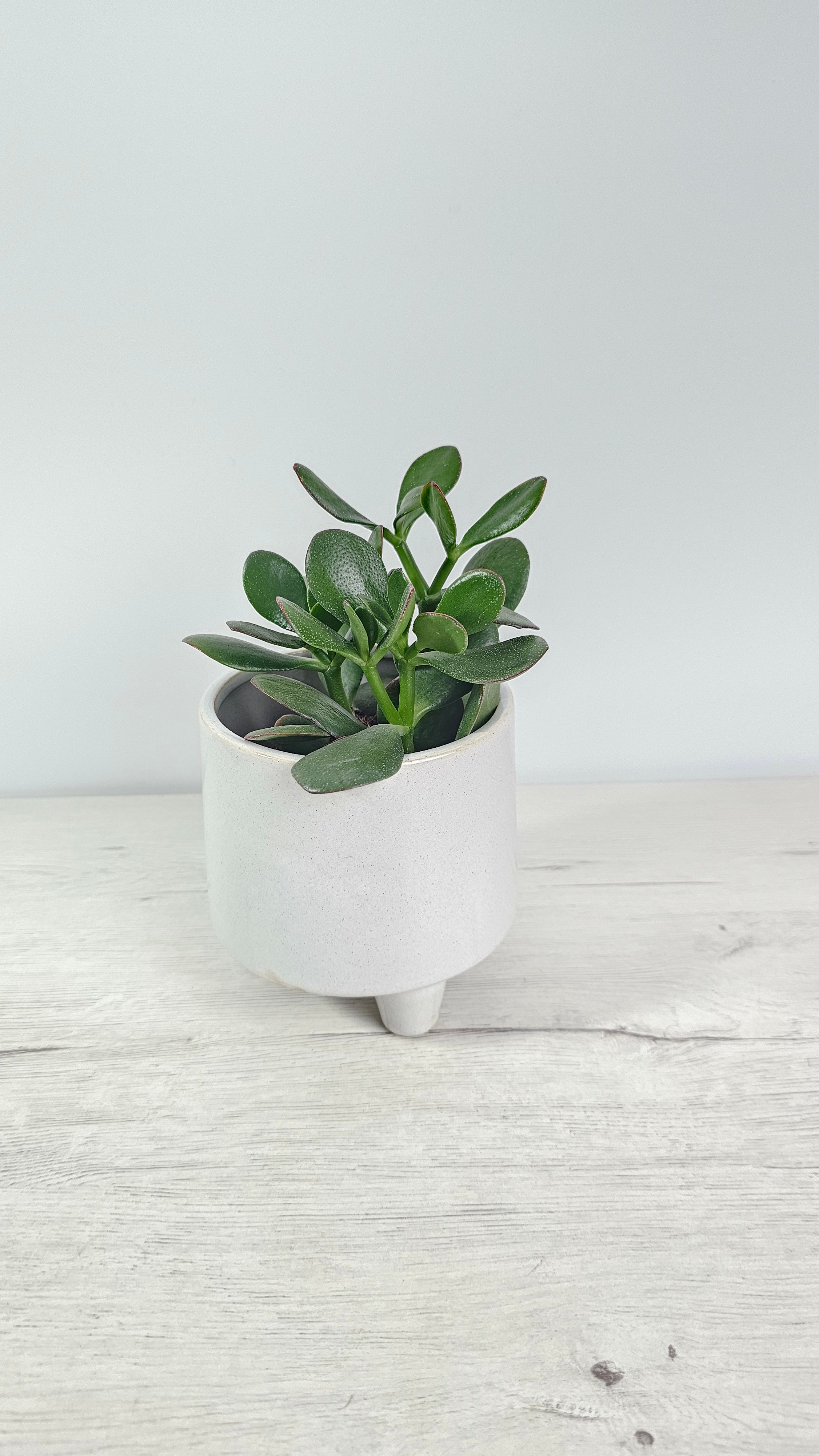 Crassula ovata - Árbol de Jade
