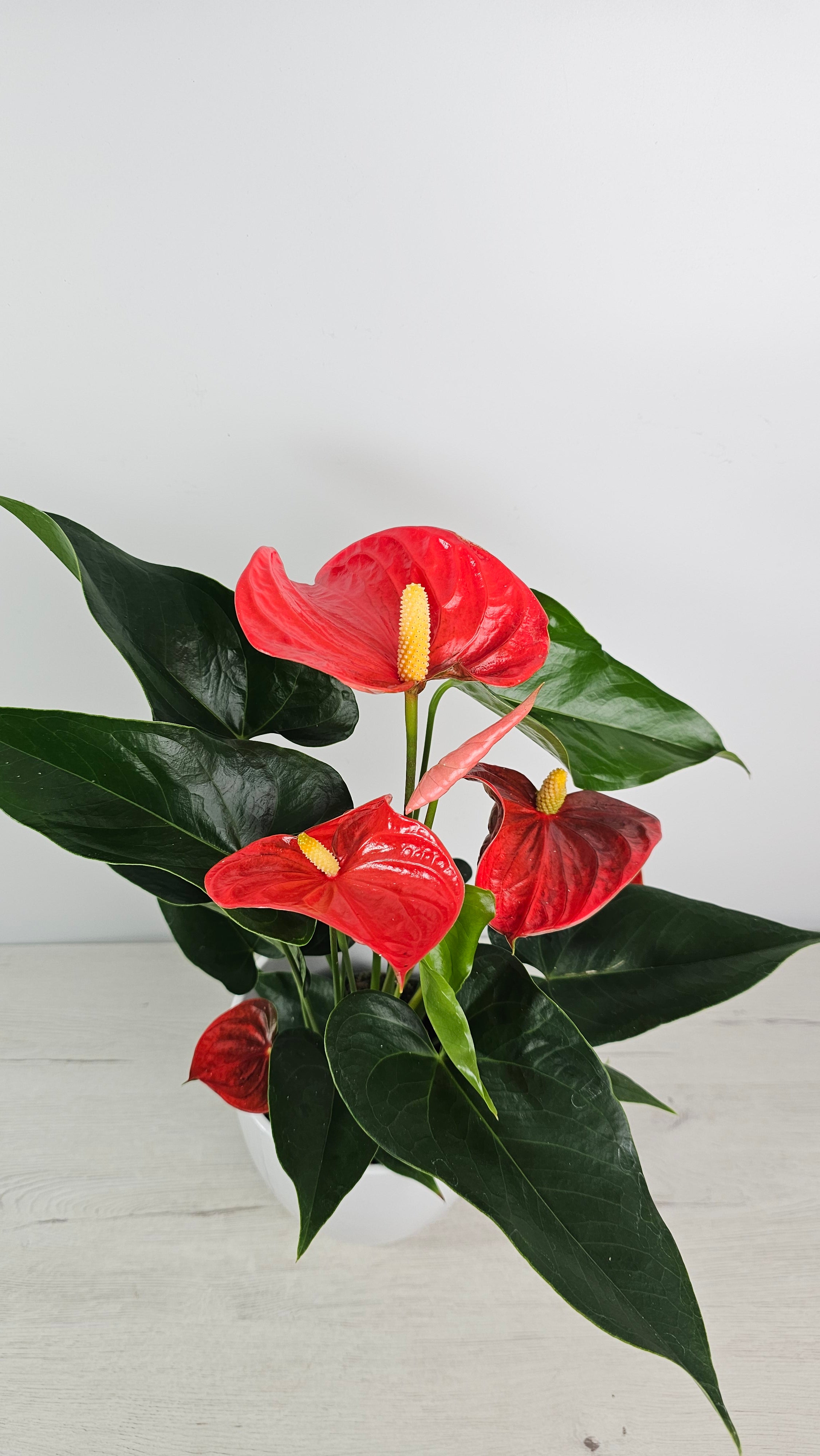 Anthurium andreanum - Anturio