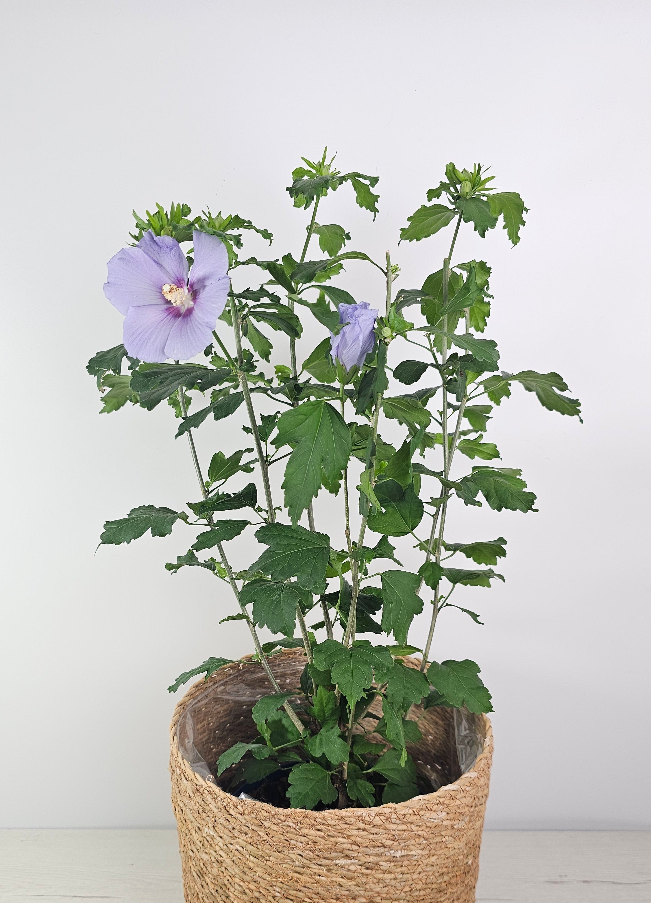 Hibiscus syriacus - Rosa de Siria