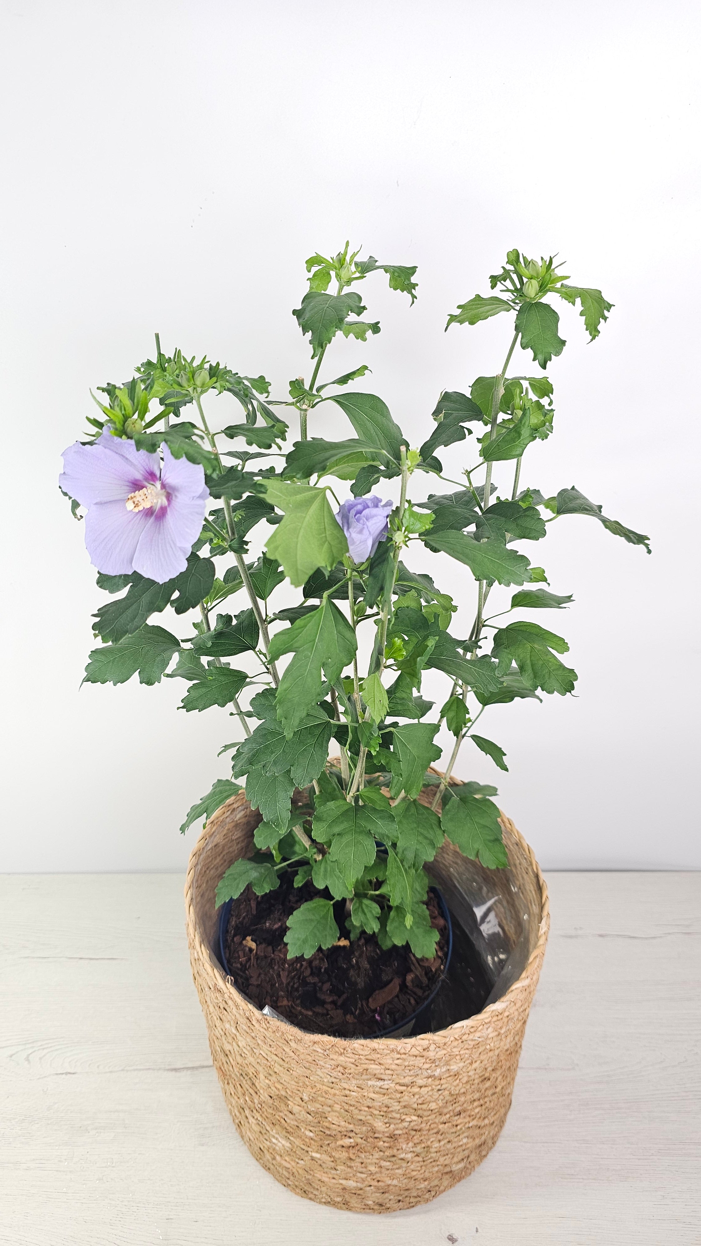 Hibiscus syriacus - Rosa de Siria