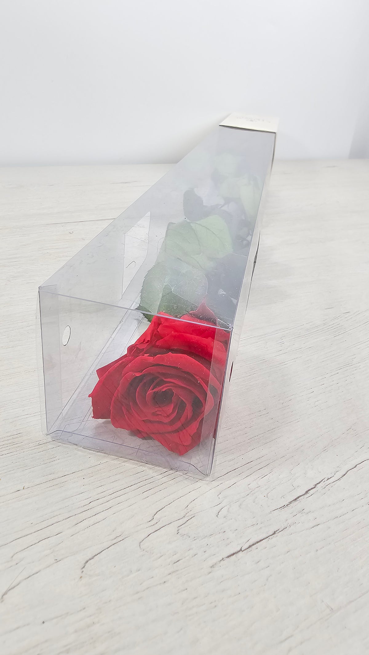 ROSA PRESERVADA