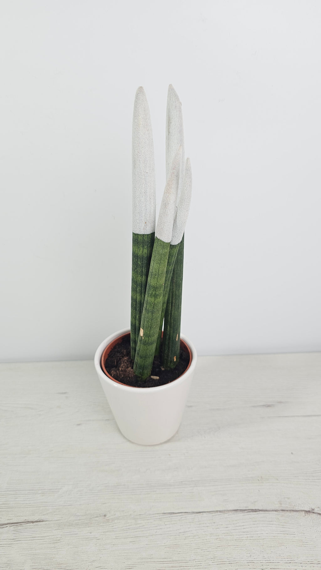 Sansevieria cylindrica de hojas tubulares verticales, ideal para decoración moderna