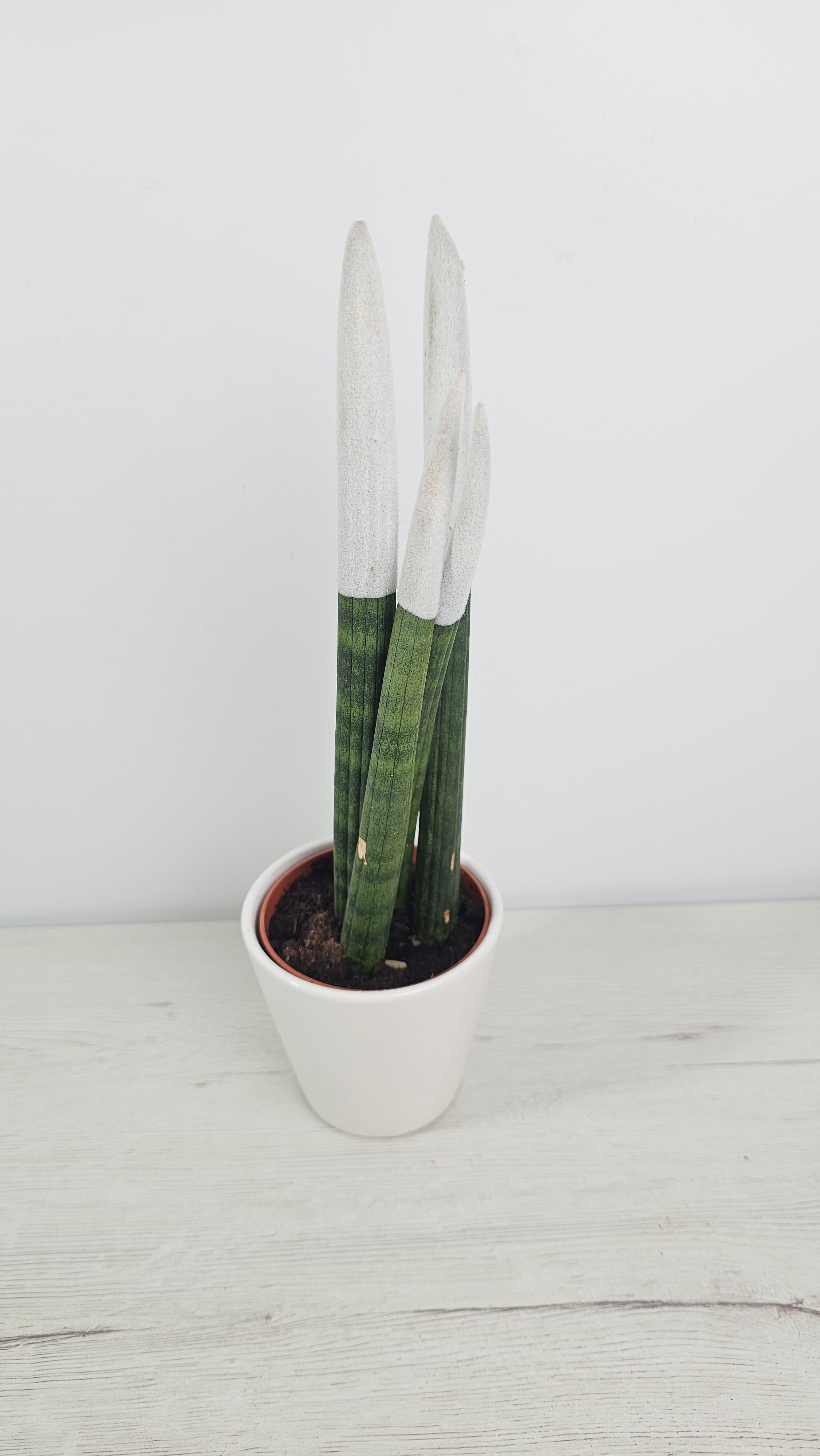 Sansevieria cylindrica de hojas tubulares verticales, ideal para decoración moderna