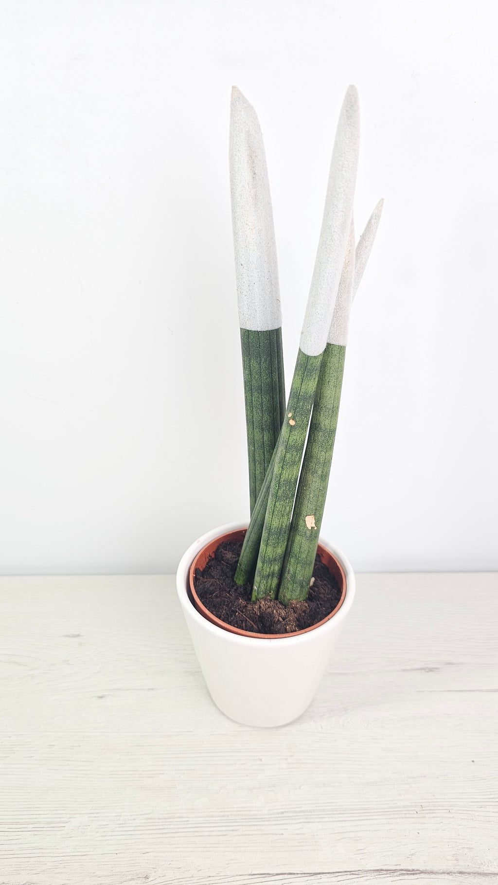 Sansevieria cilíndrica con puntas pintadas (Dracaena angolensis) planta de interior resistente