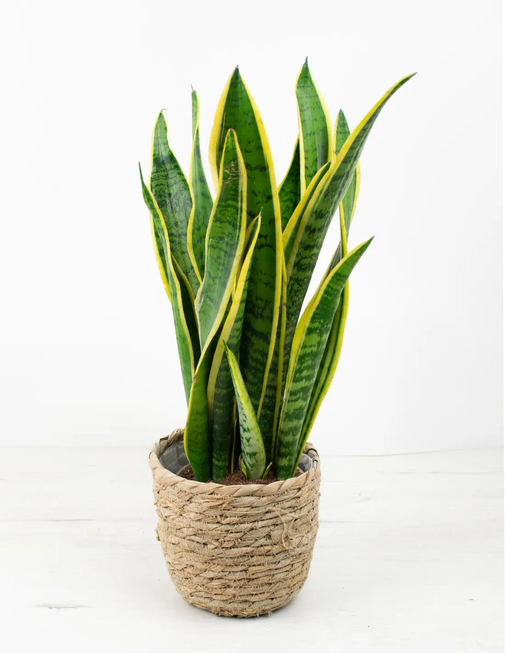 Sansevieria laurentii de hojas verticales con bordes amarillos, la planta purificadora de aire más resistente y fácil de cuidar para casa.