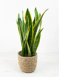 Sansevieria laurentii de hojas verticales con bordes amarillos, la planta purificadora de aire más resistente y fácil de cuidar para casa.