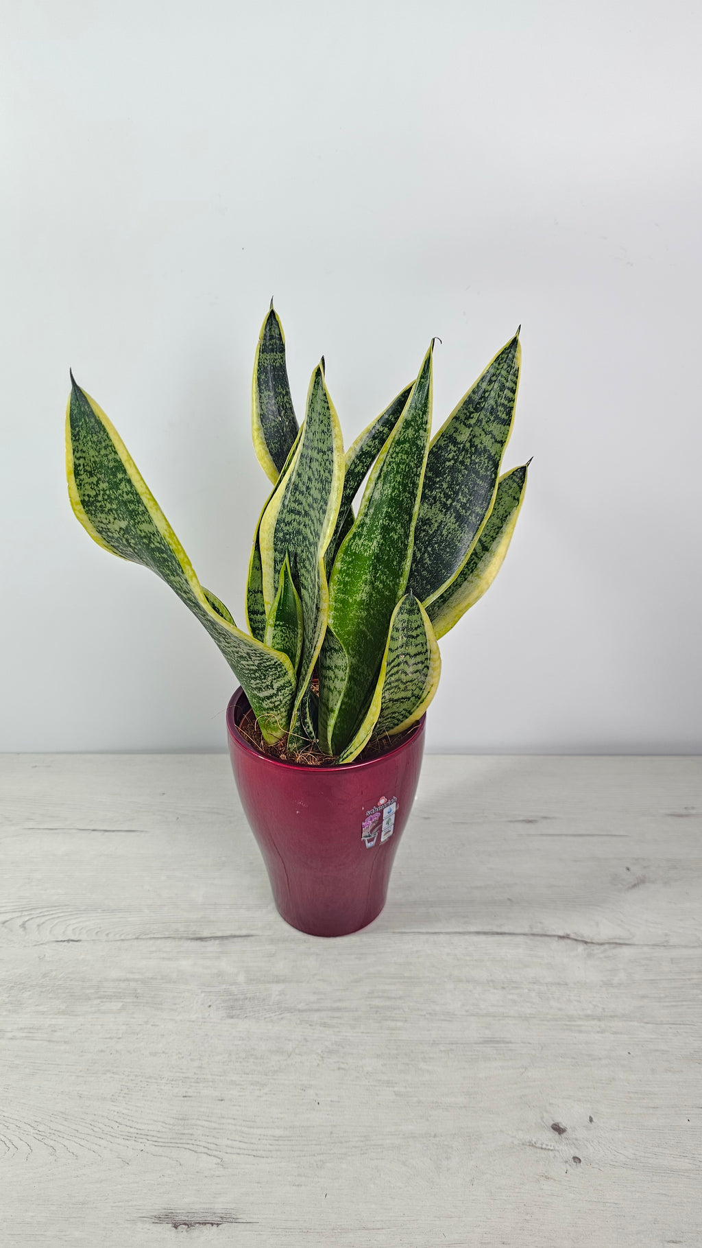 comprar-sansevieria-laurentii-planta-facil-cuidar-riego-bajo