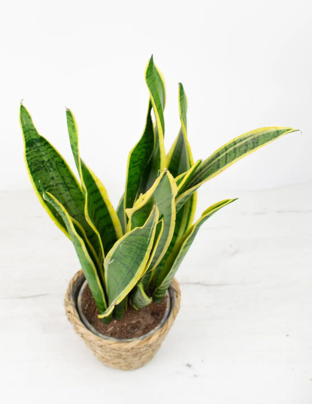 Planta Sansevieria laurentii para interior con luz indirecta y cuidados fáciles