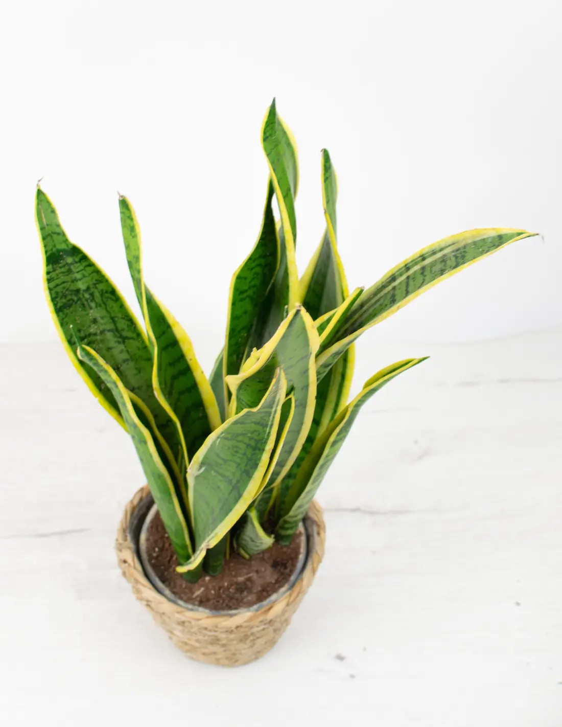 Planta Sansevieria laurentii para interior con luz indirecta y cuidados fáciles
