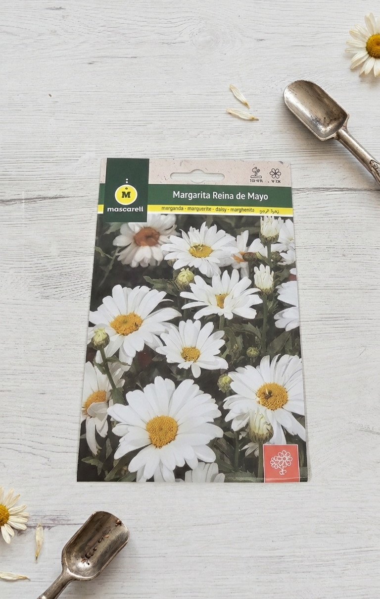 Sobre de semillas de Margarita Reina de mayo (Leucanthemum maximum)