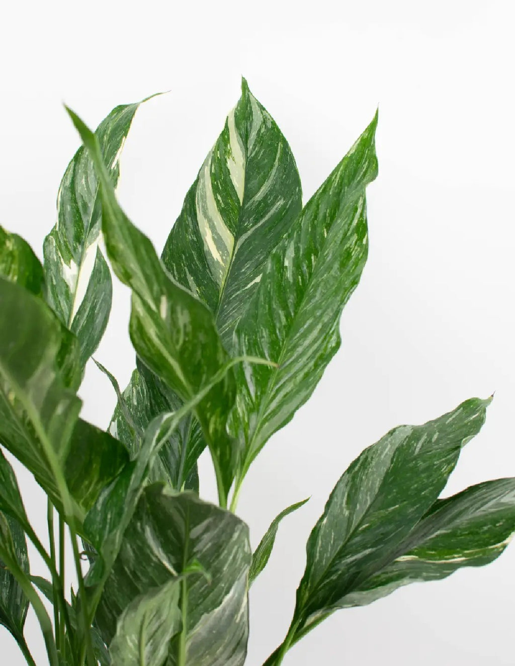 SPATHIPHYLLUM DIAMOND - LA PLANTA QUE RENUEVA TU ESPACIO