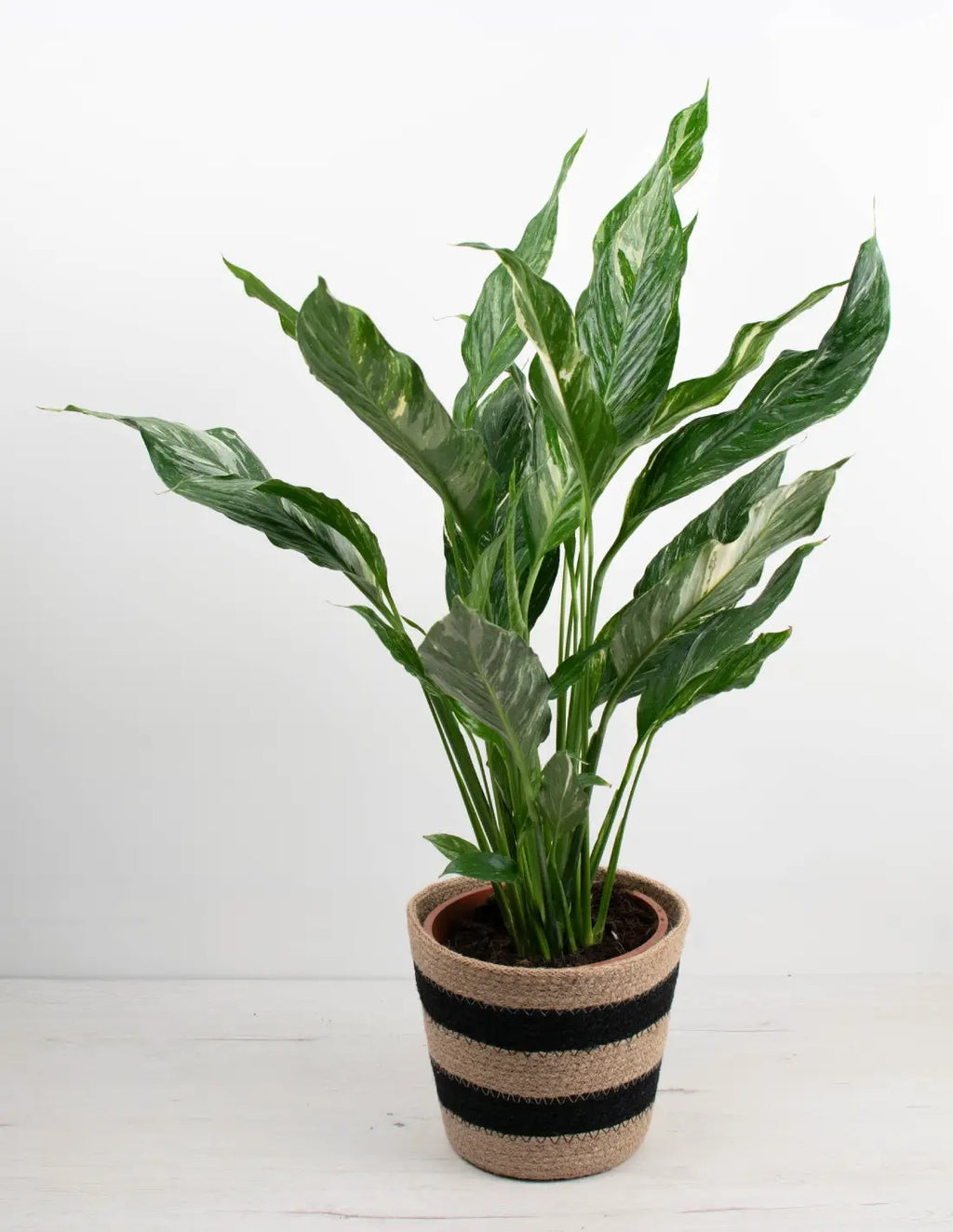 SPATHIPHYLLUM DIAMOND - BELLEZA Y PUREZA EN TU HOGAR